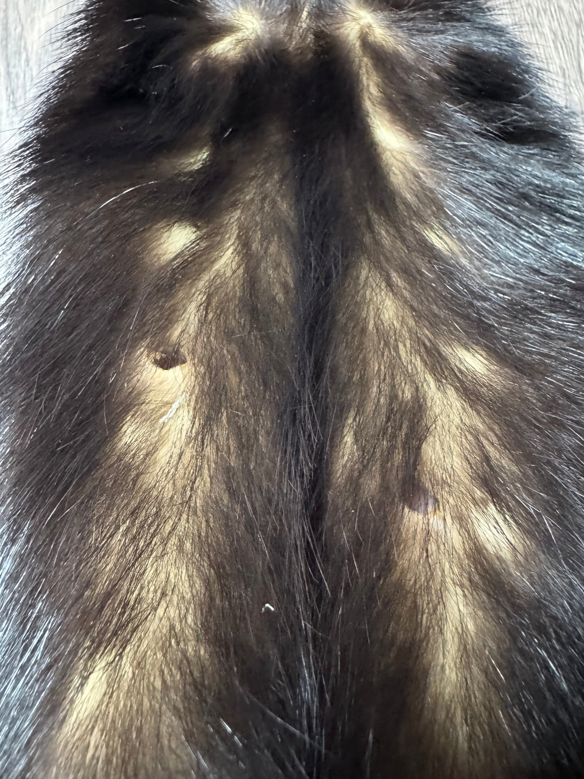 Skunk pelt (6)