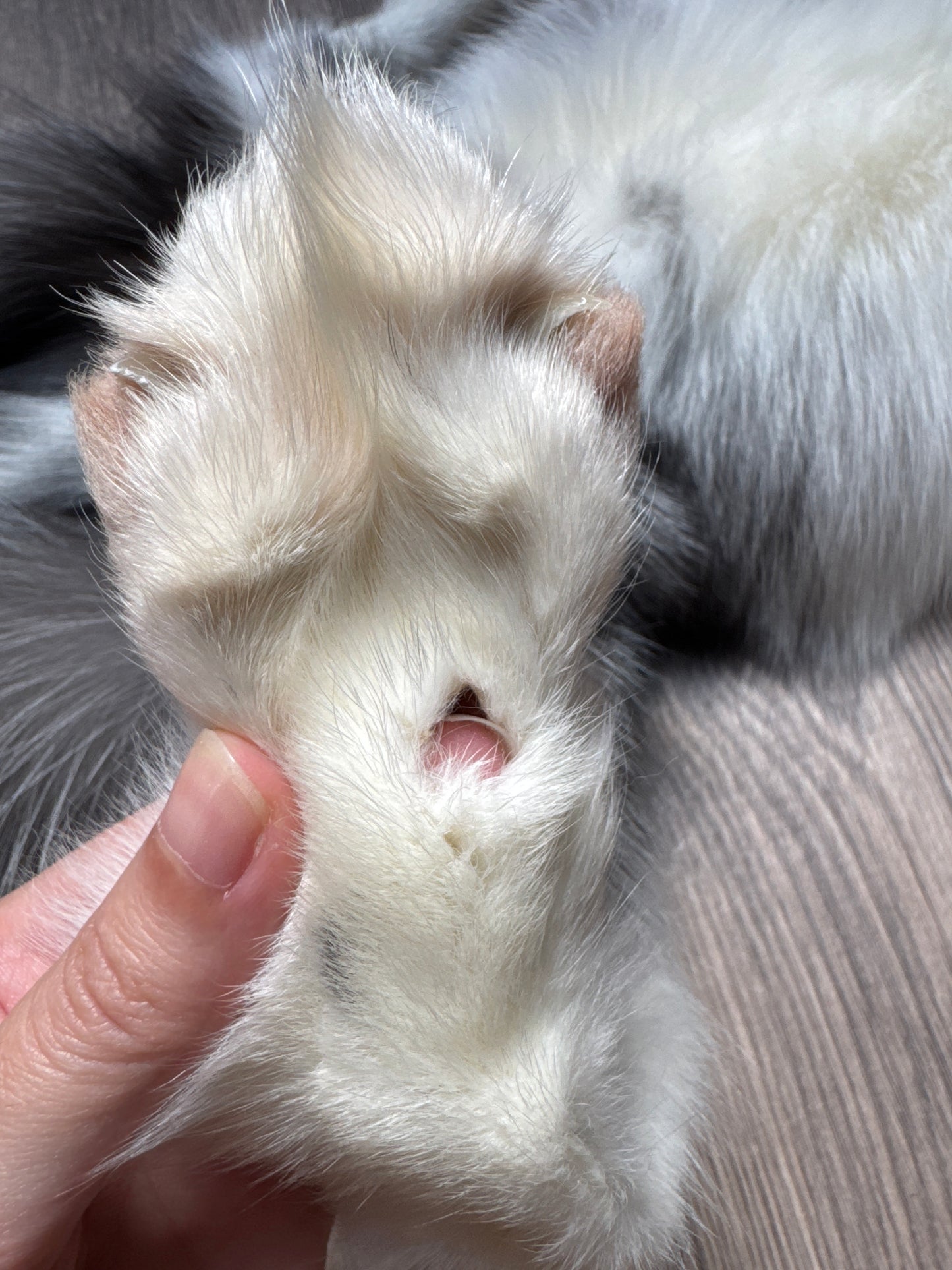 Male Silver Ringneck mountable pelt (tag 19)
