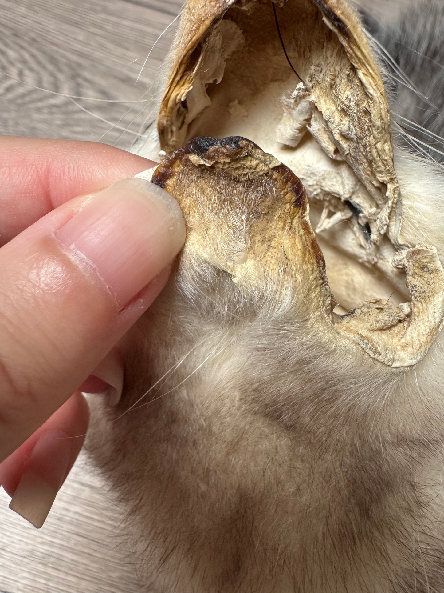 Female opossum mountable pelt (7)