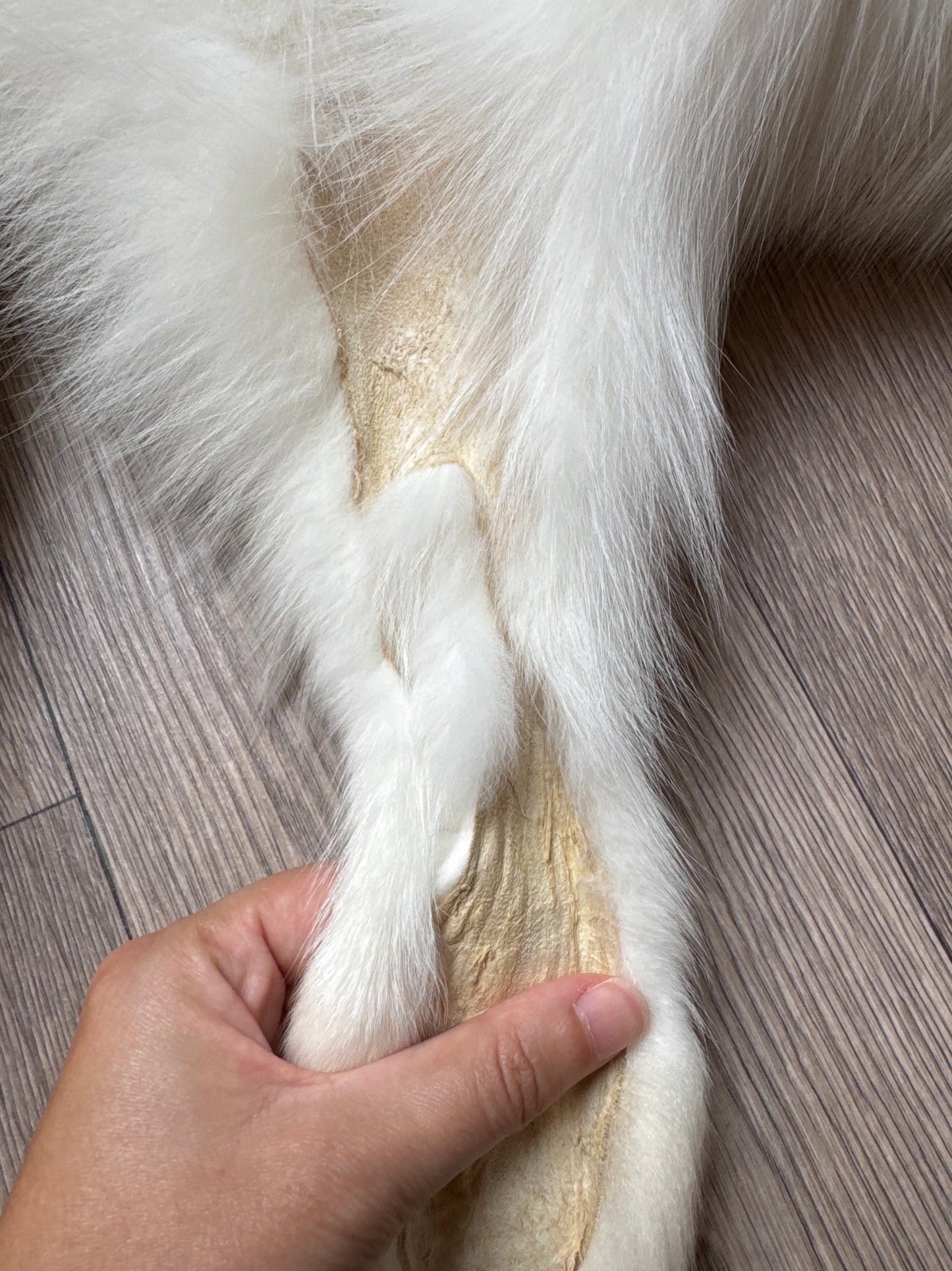 Sun Glow fox pelt (15)