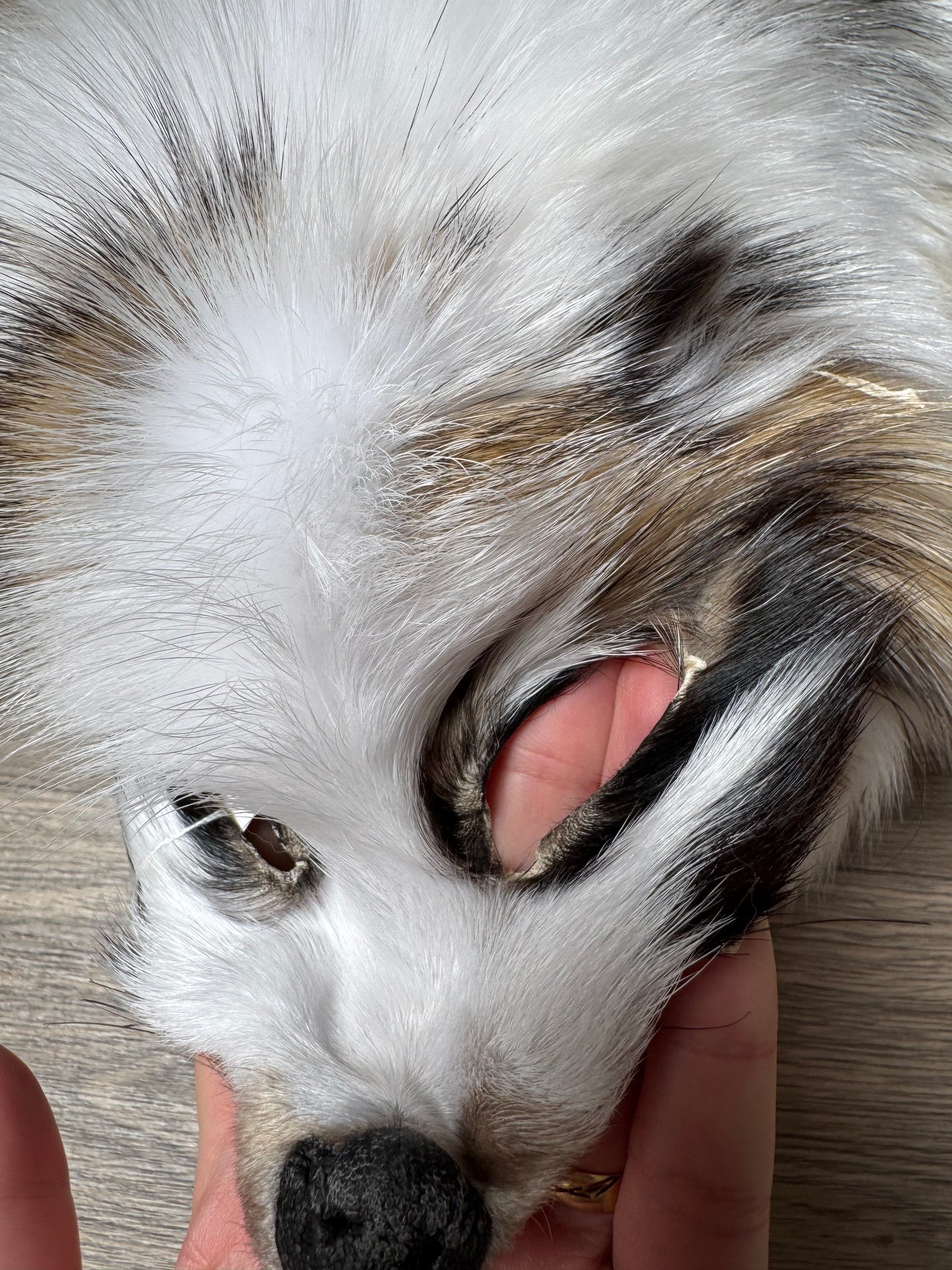 Marble tanuki pelt (15)