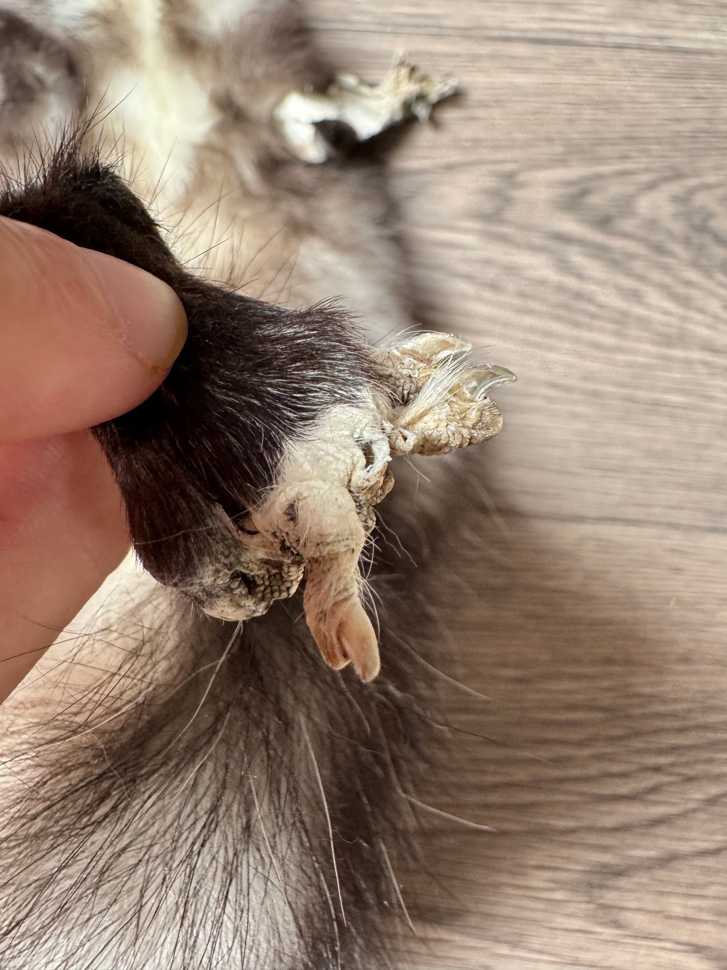 Male opossum mountable pelt (2)