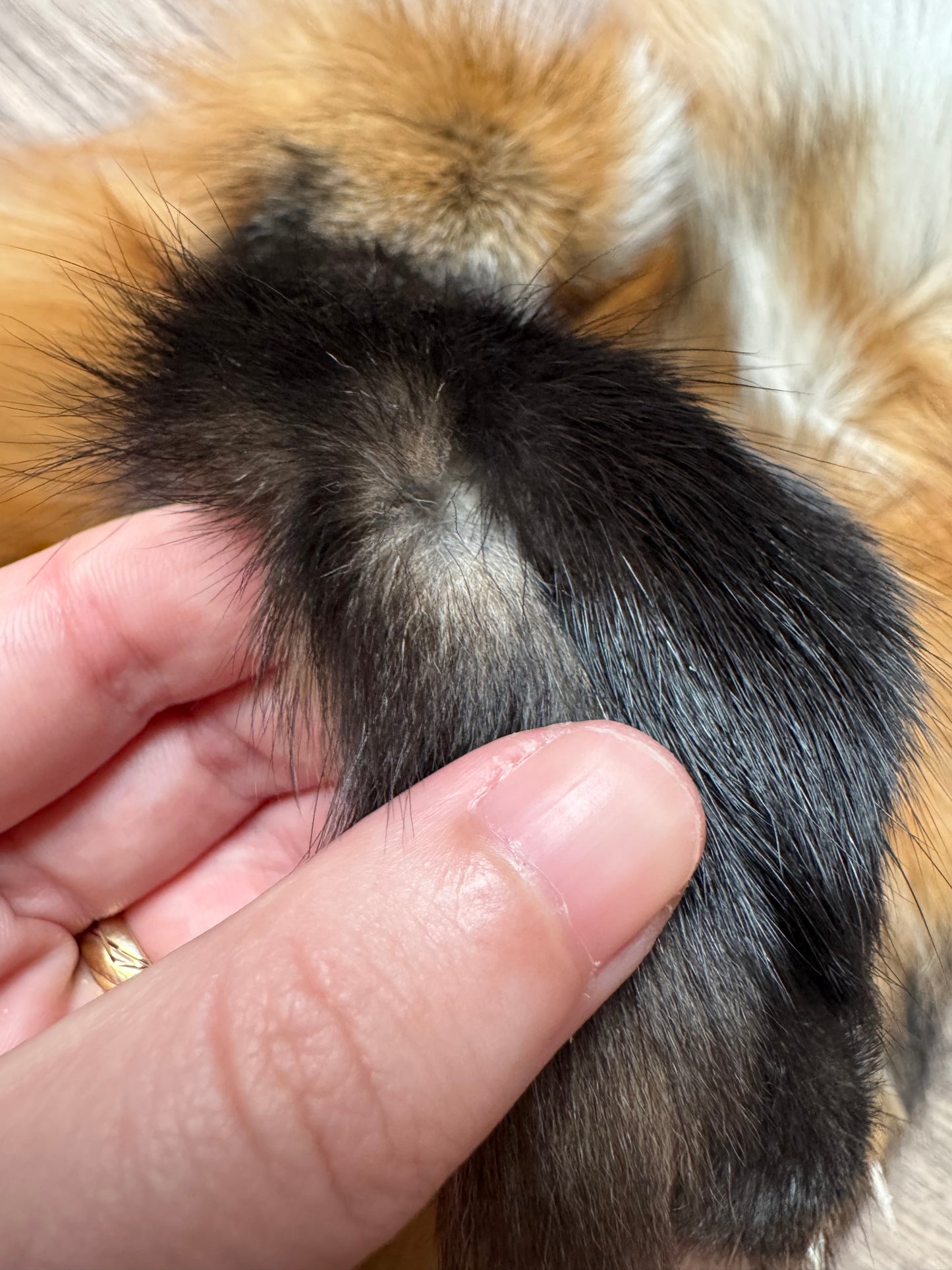 Male Gold fox mountable pelt (tag 70)