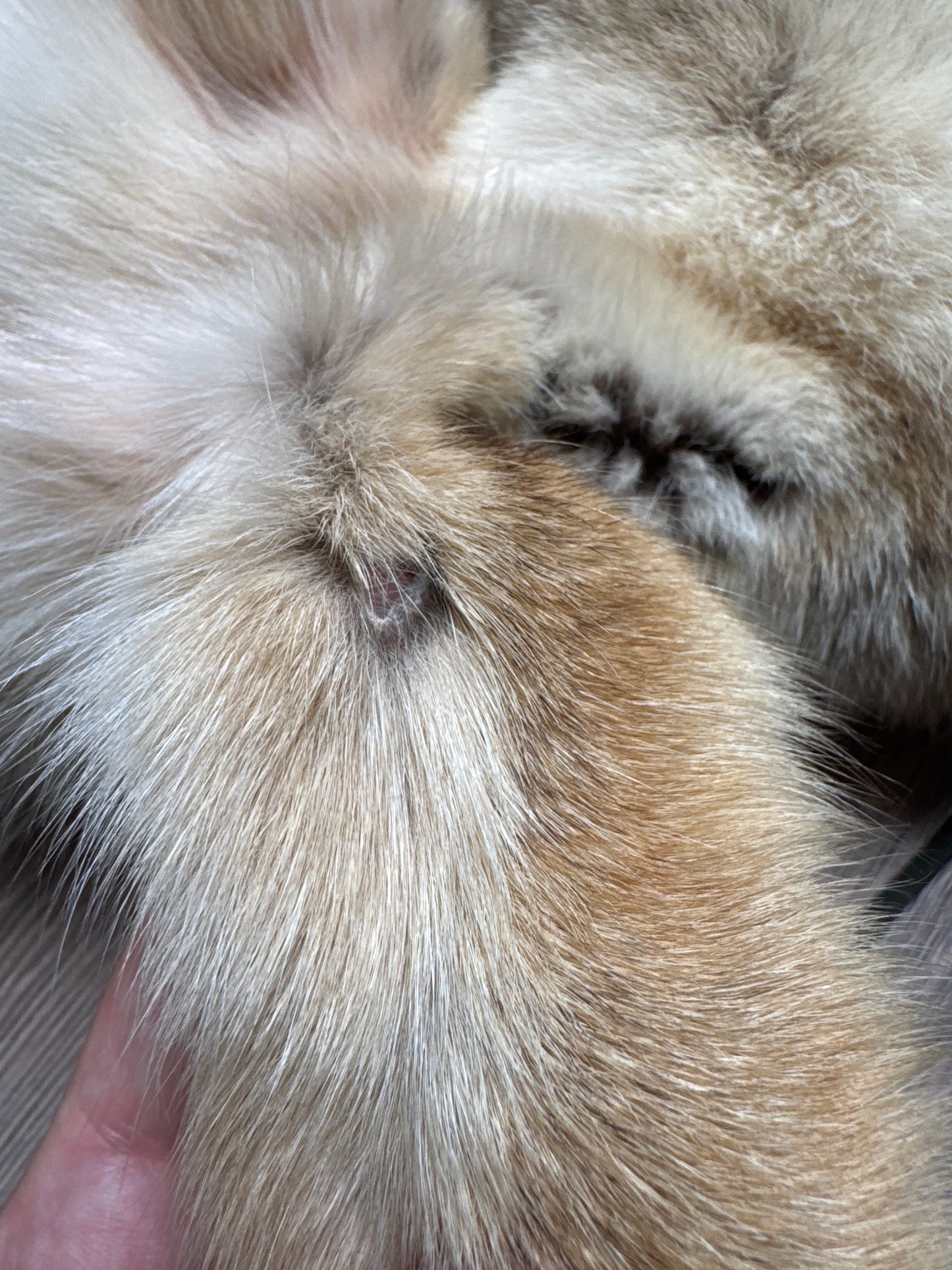 Male coyote mountable pelt (7)