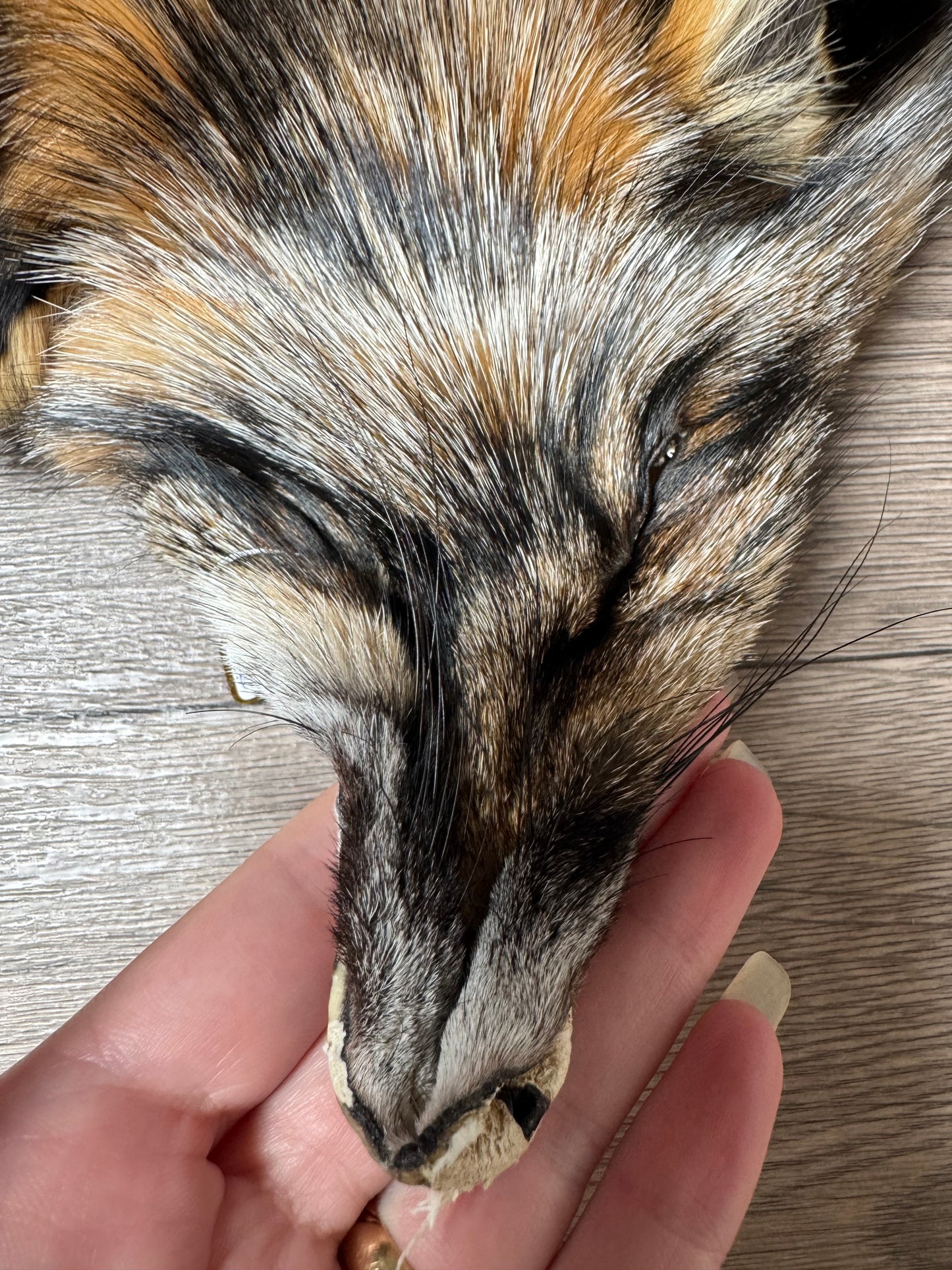 Smokey fox pelt (16)