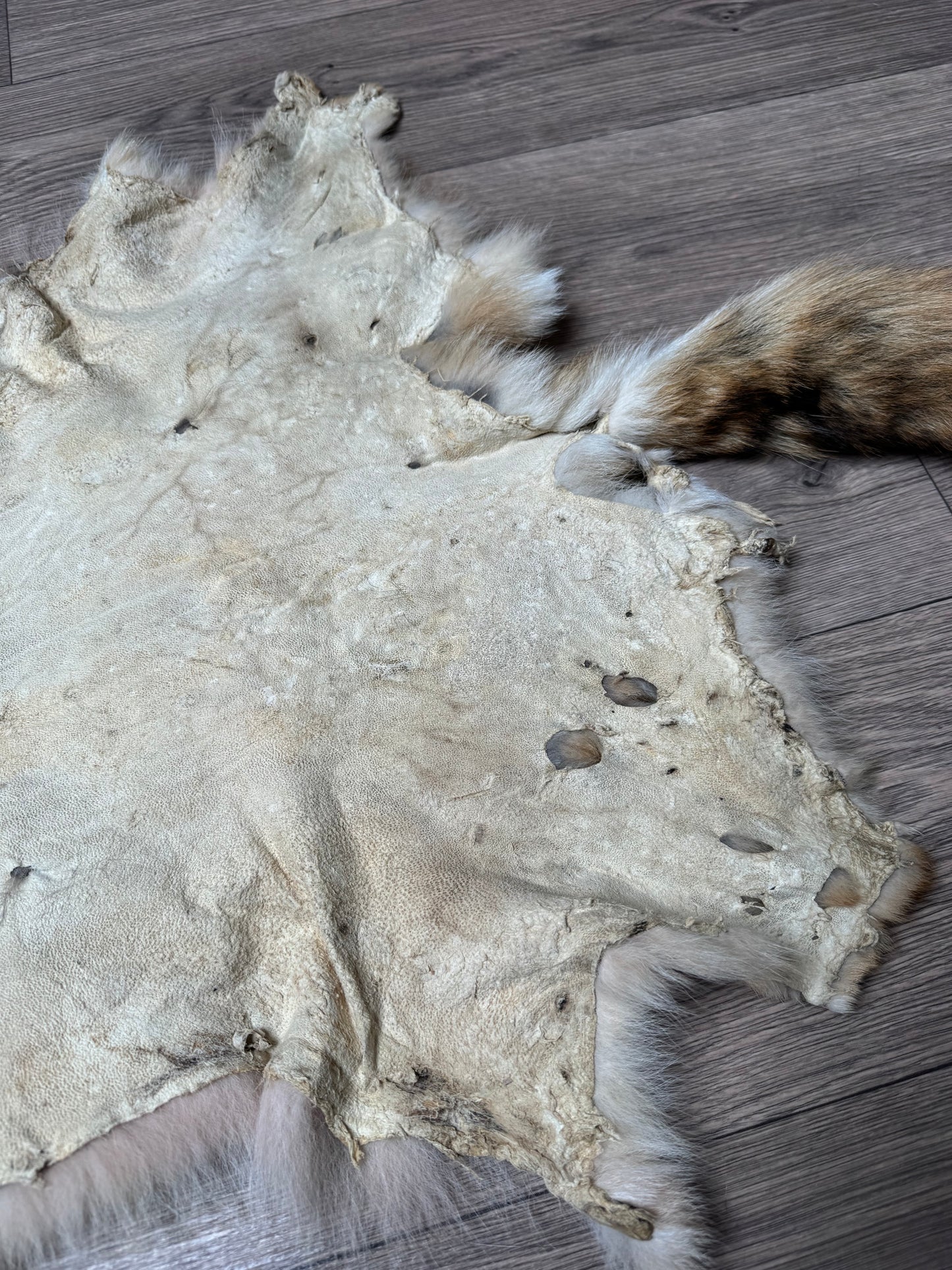 Coyote pelt (13)