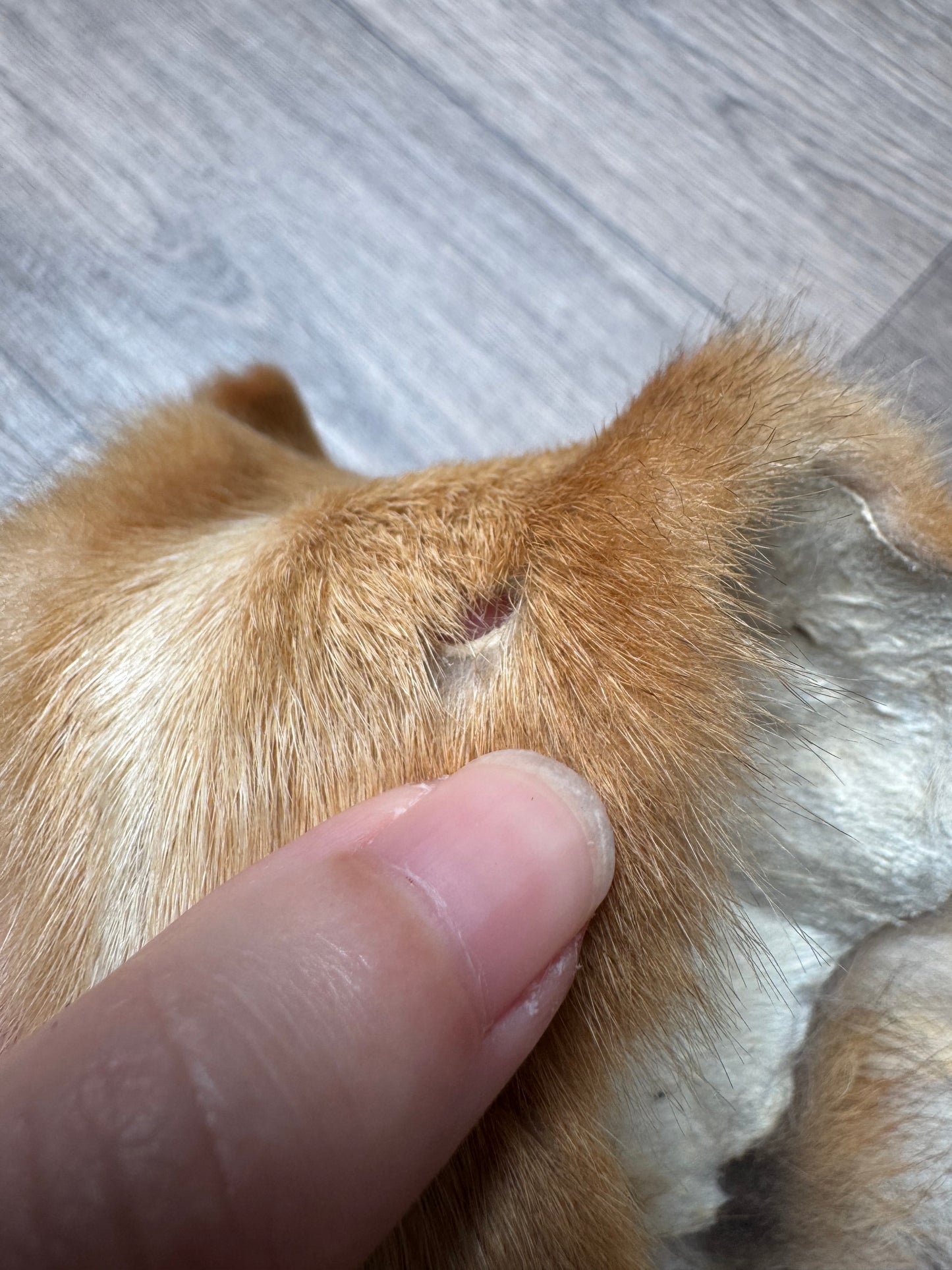 Male coyote mountable pelt (13)