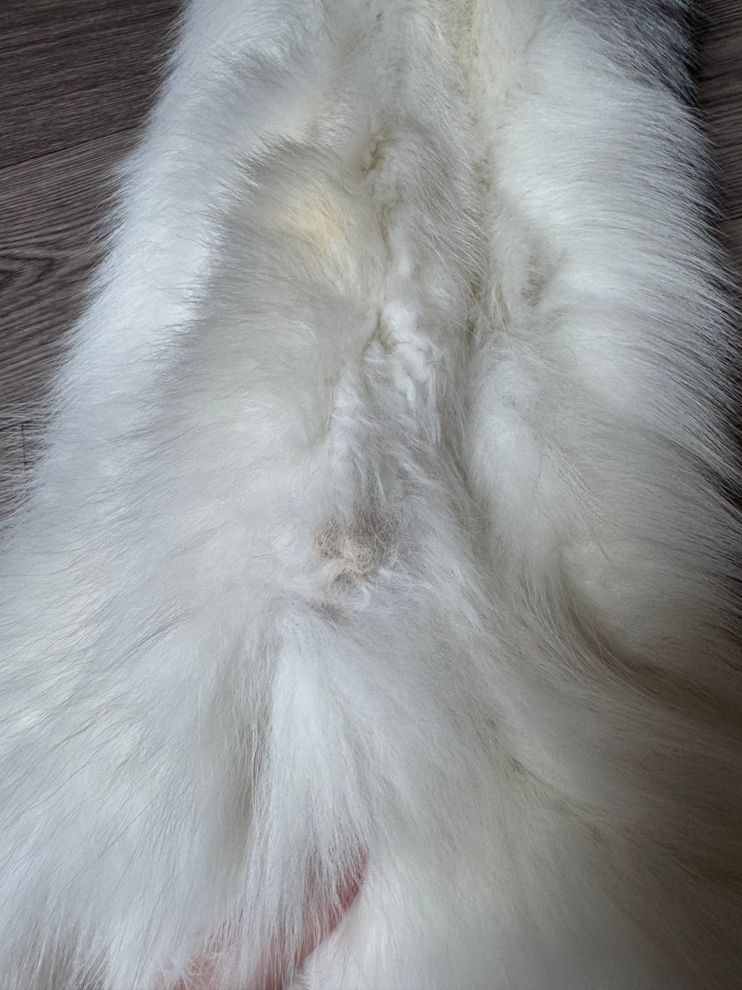 Marble Frost fox pelt (9)