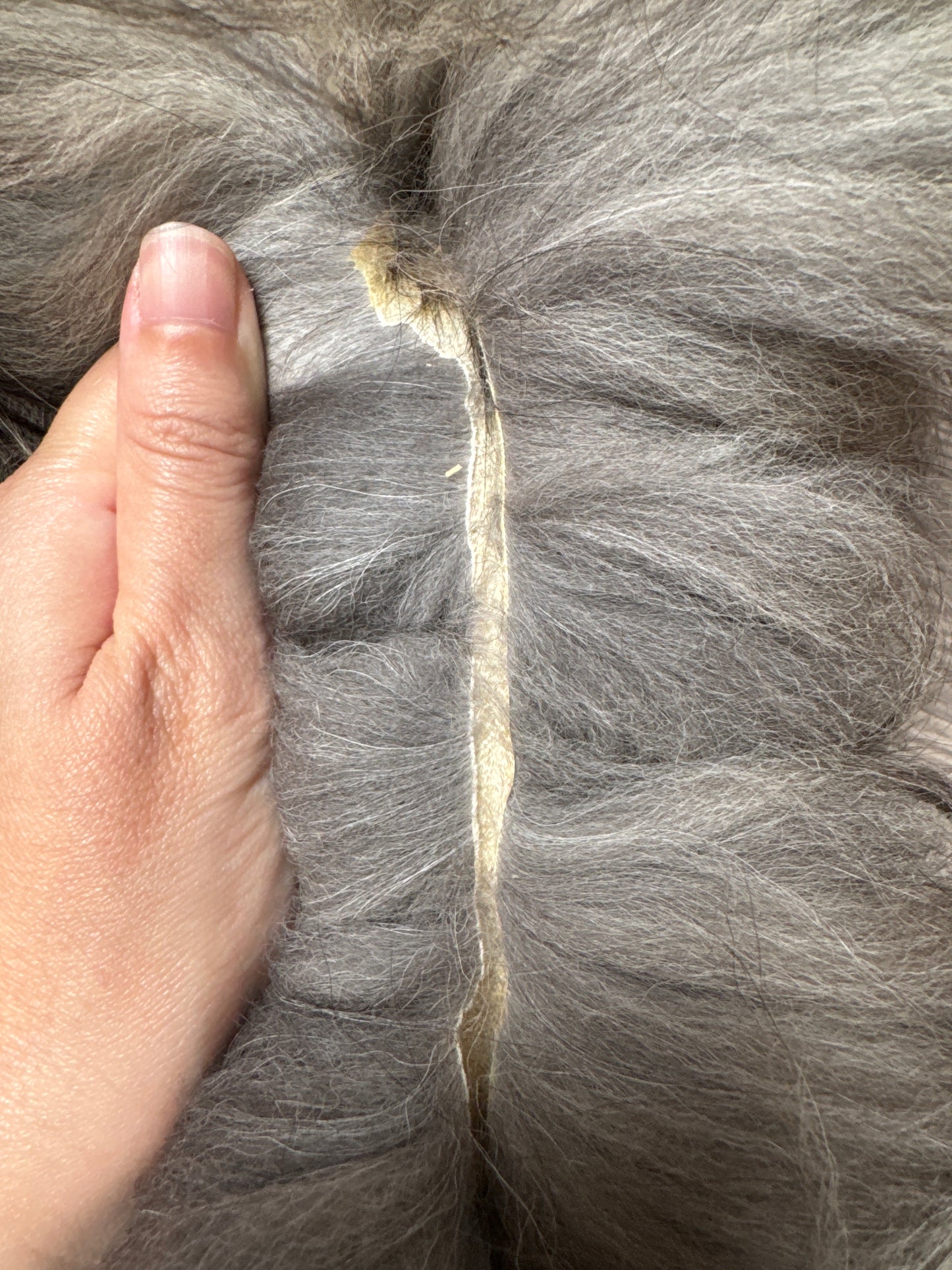 Female Cross mountable pelt (tag 127)