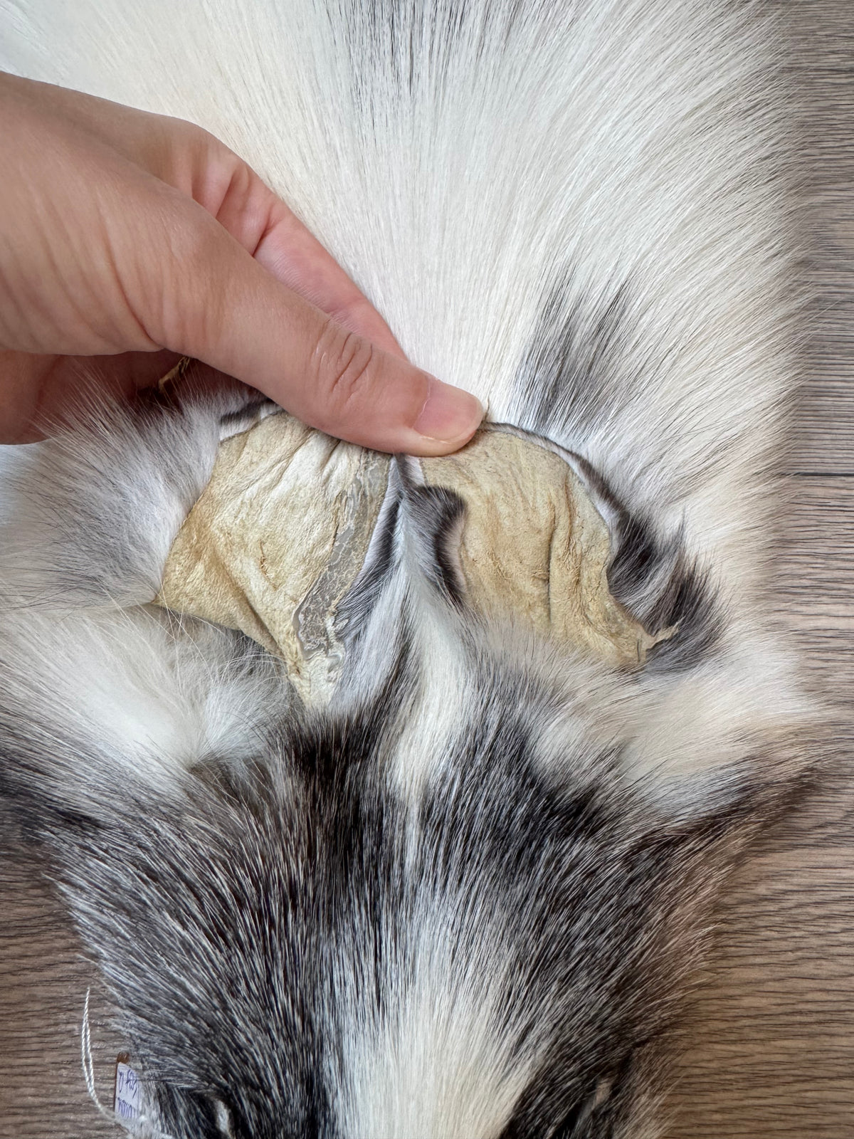 Marble Frost fox pelt (12)