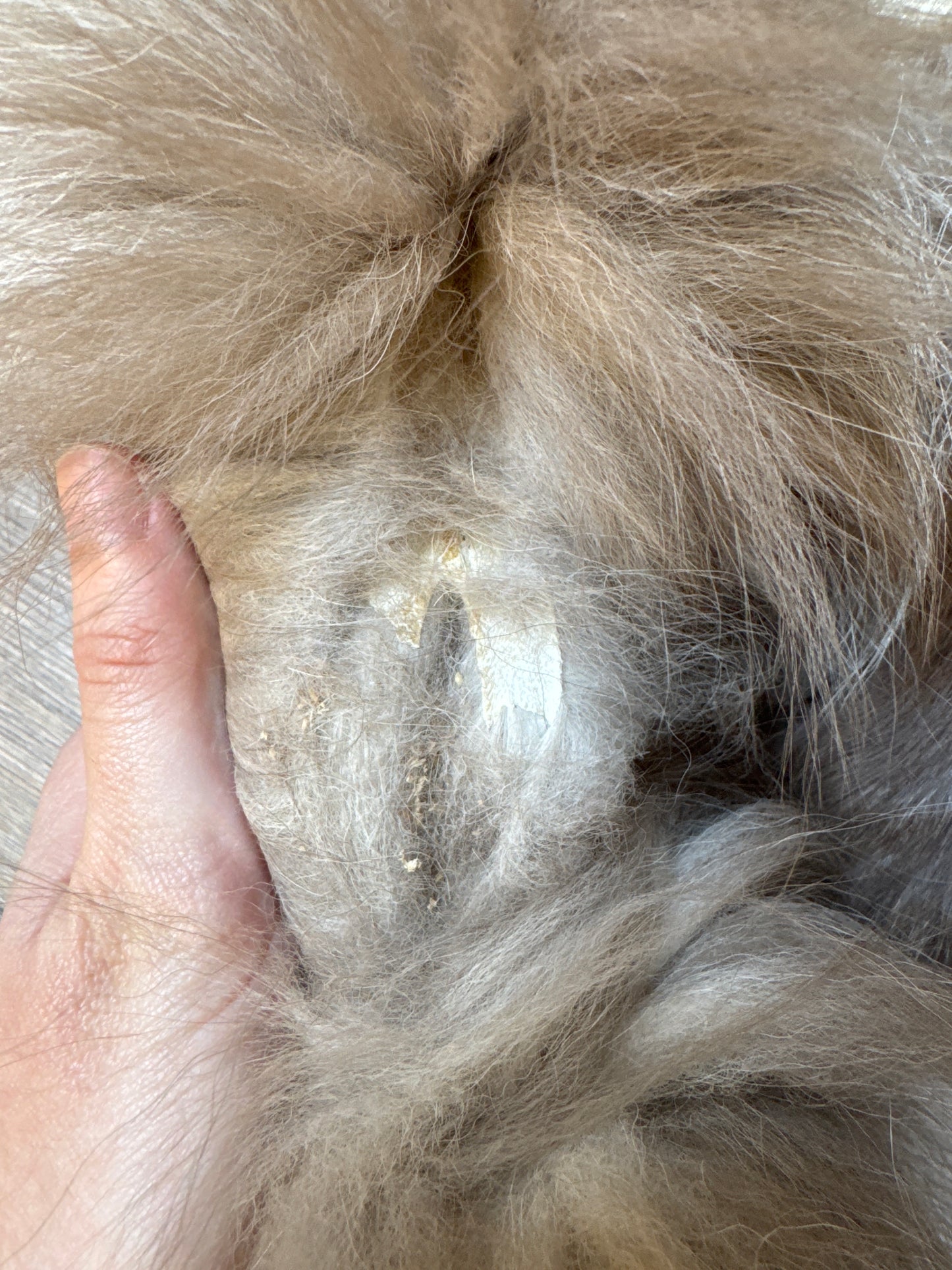 Polish Pastel fox pelt (10)