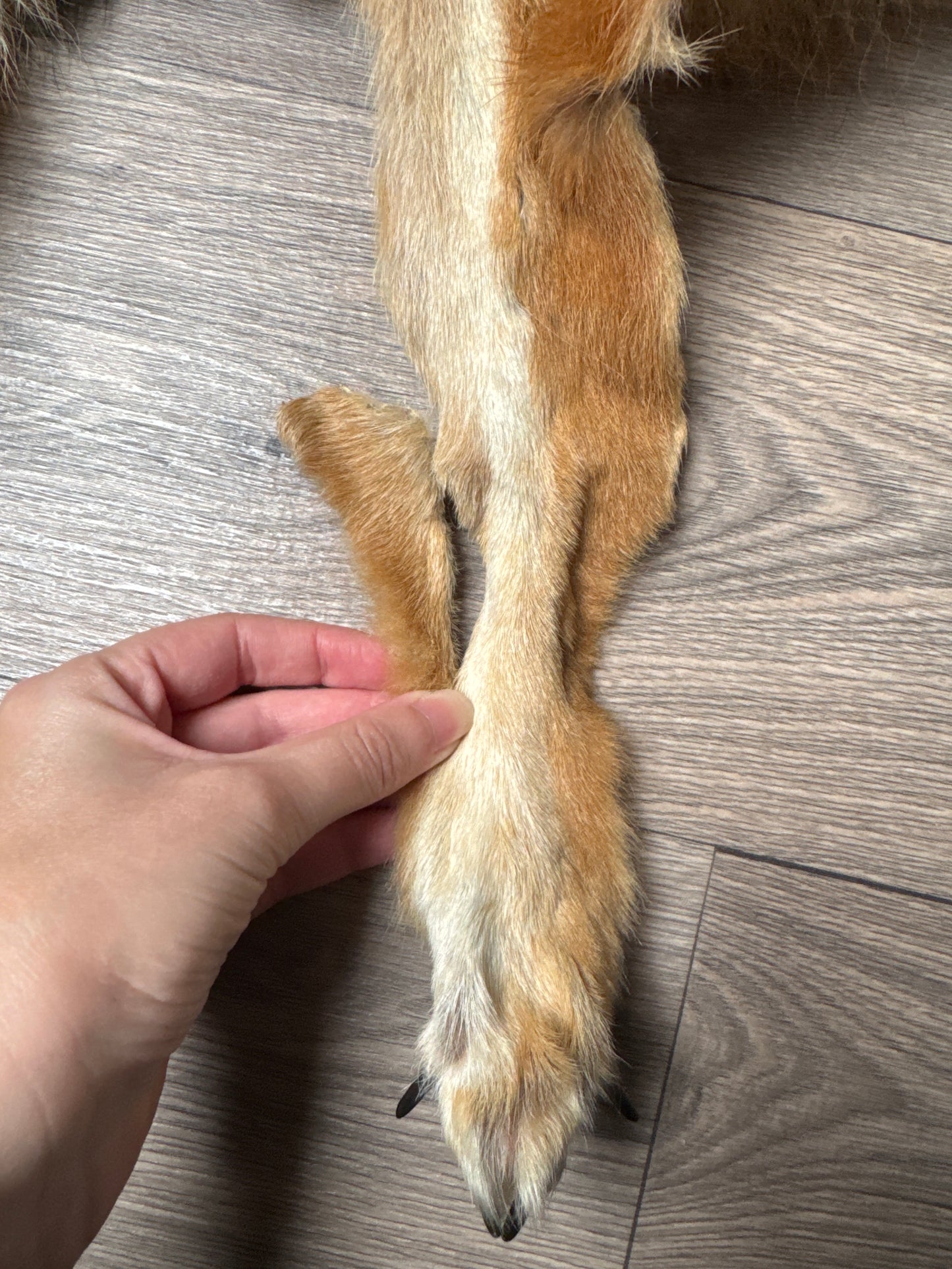 Male coyote mountable pelt (11)