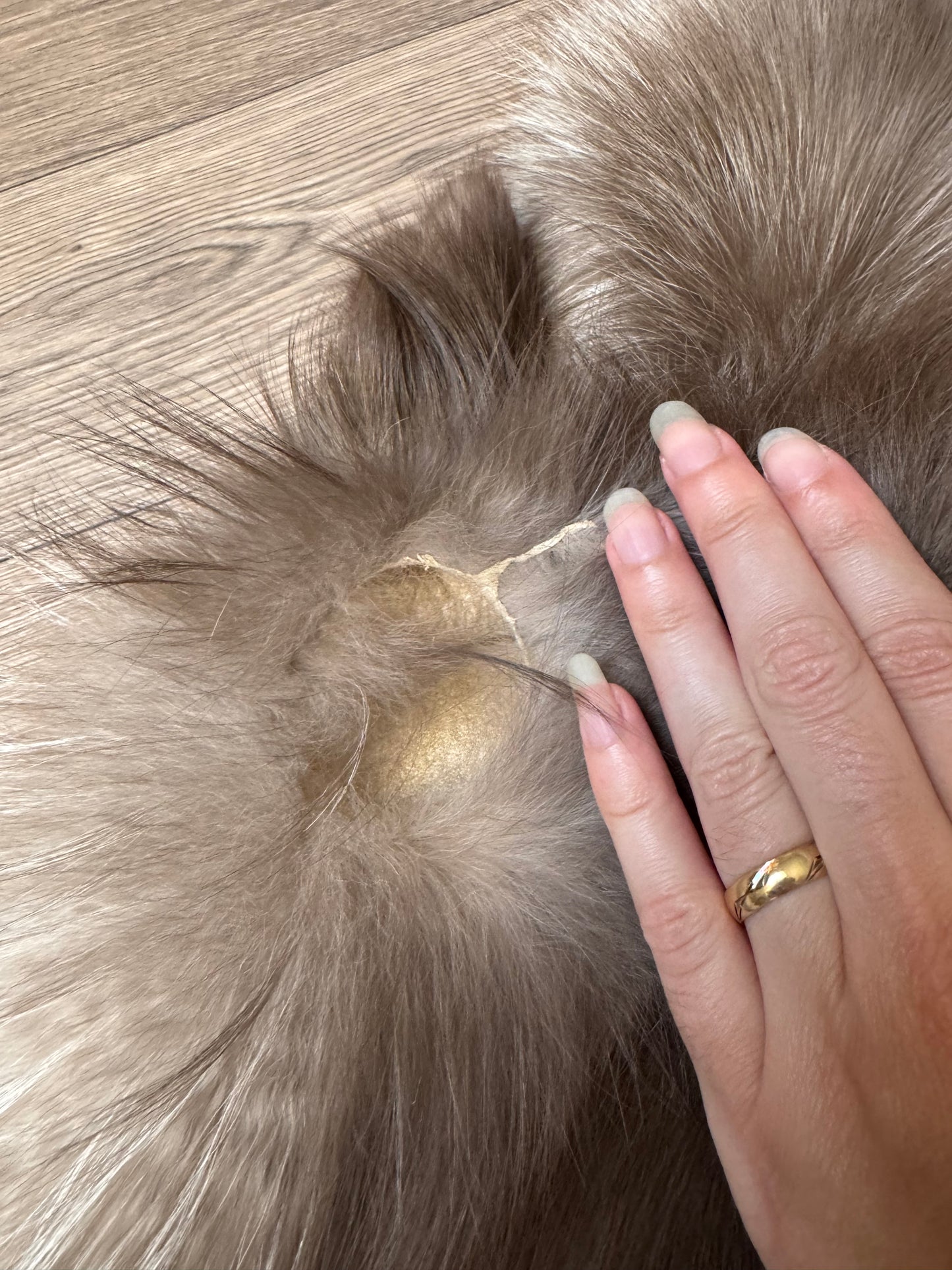 Polish Pastel fox pelt (16)