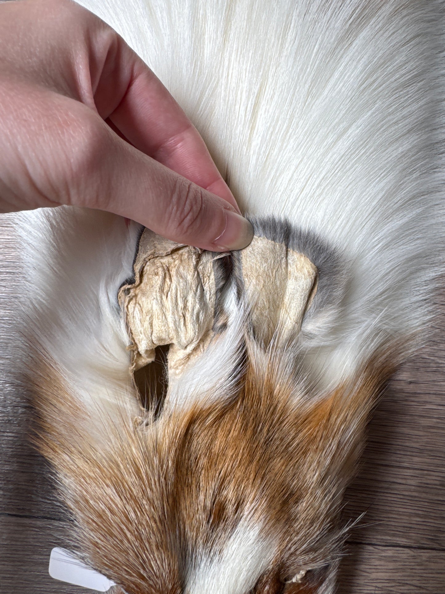 Sun Glow fox pelt (22)