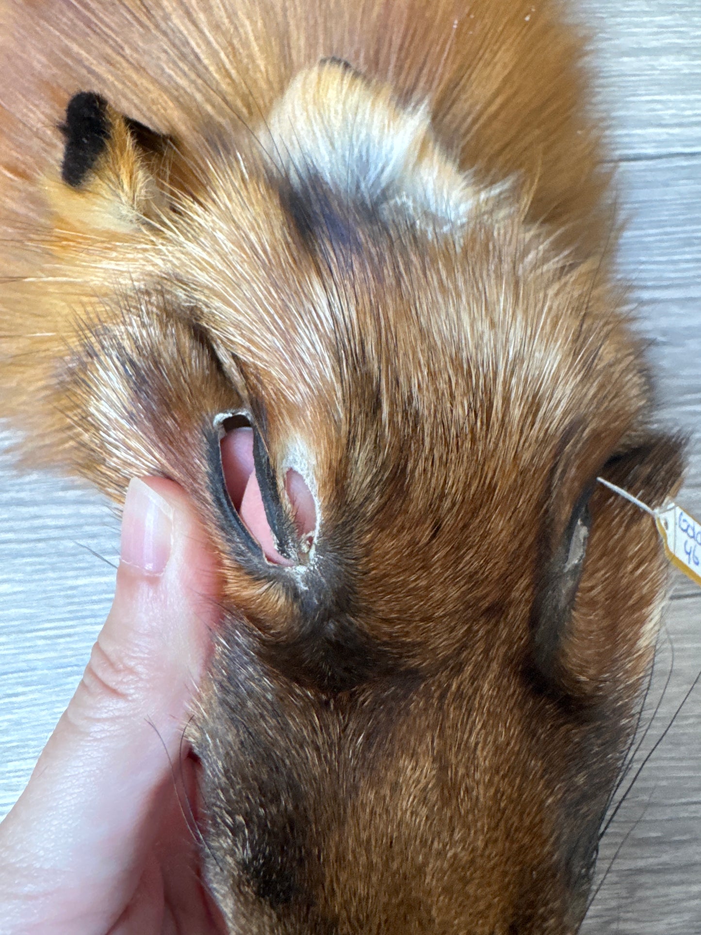 Gold fox pelt (46)