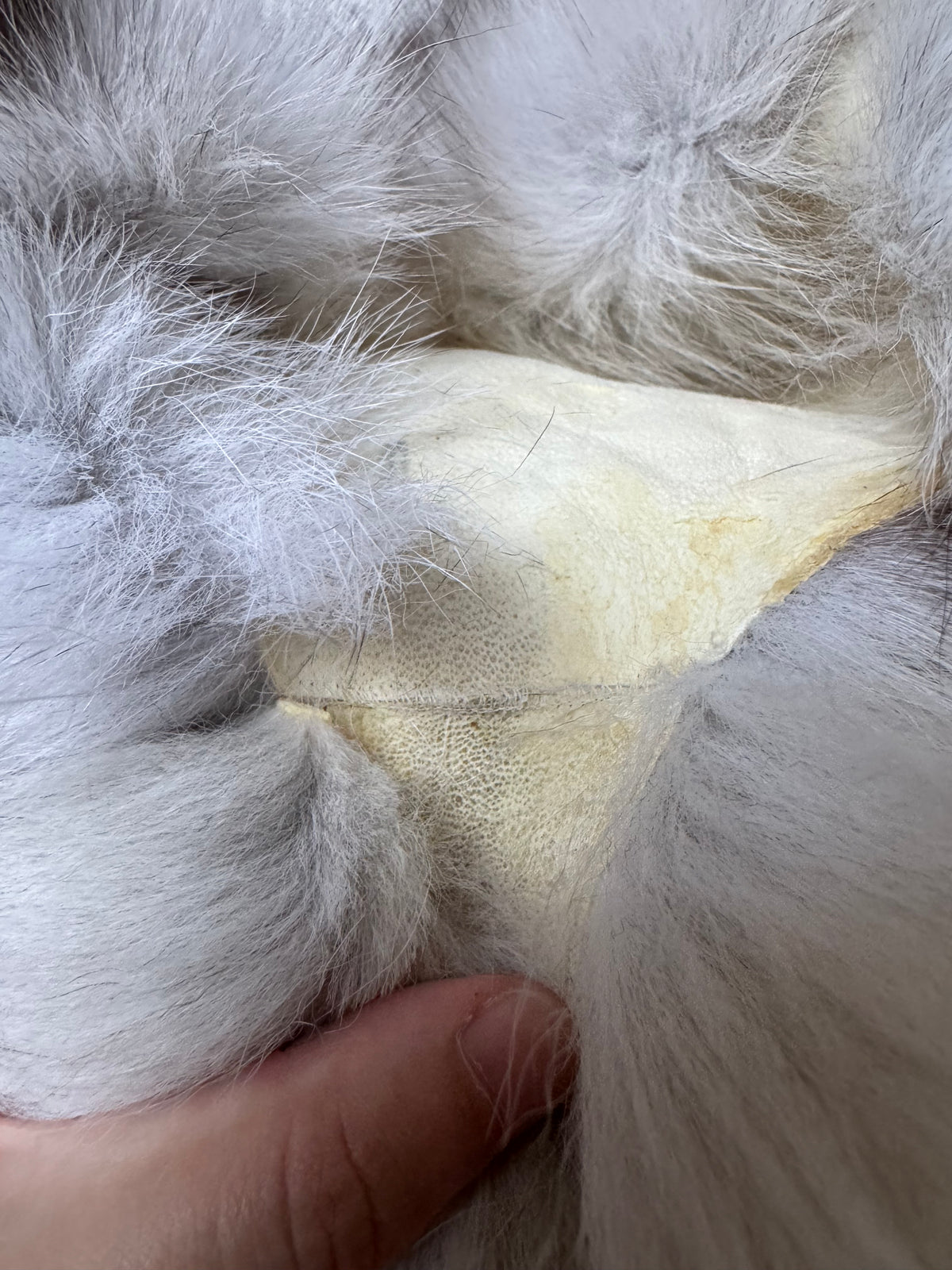 Blue fox pelt (4)