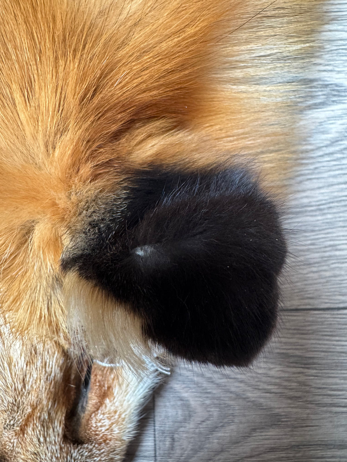 Gold fox pelt (4)