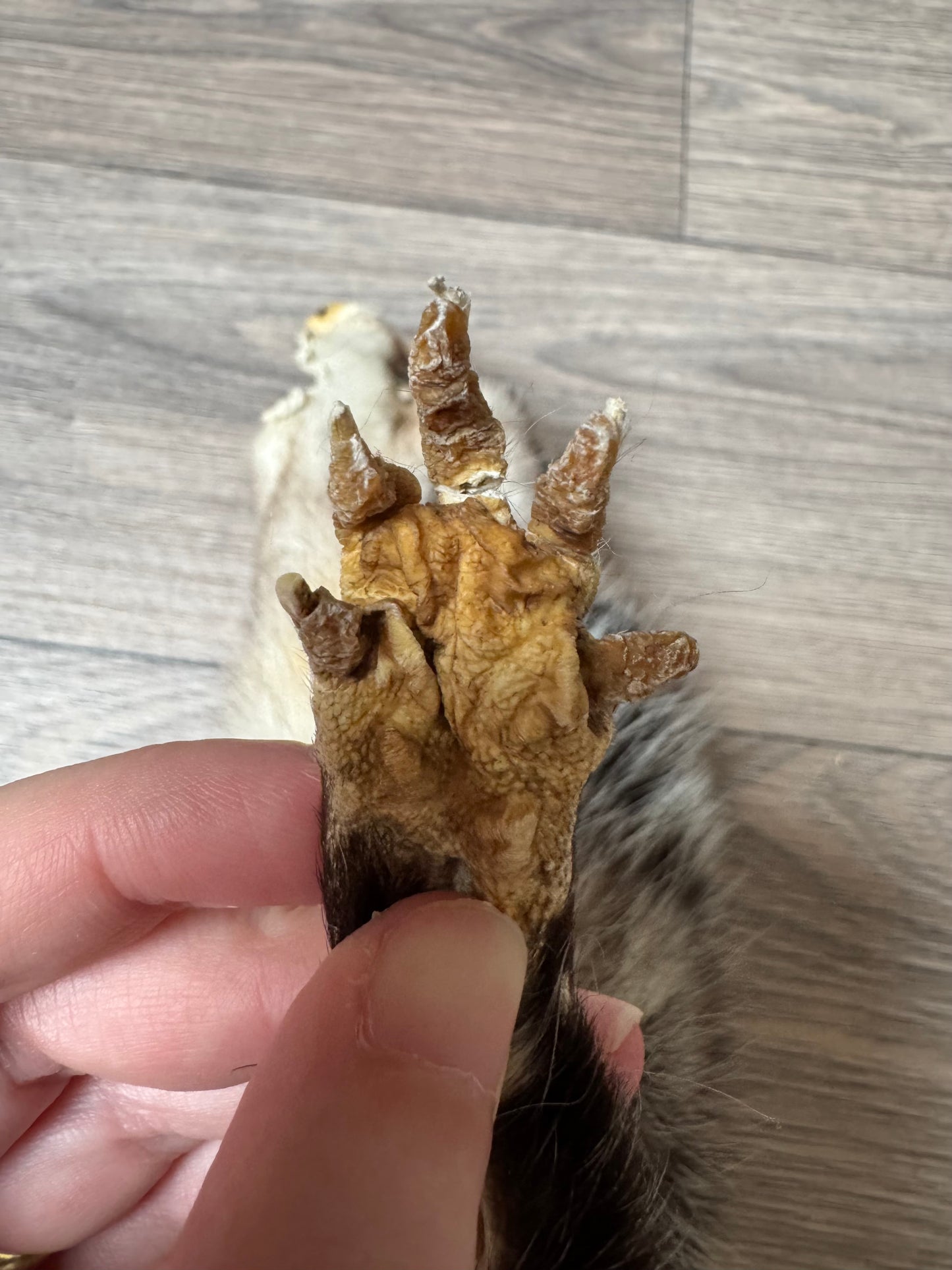Male opossum mountable pelt (12)