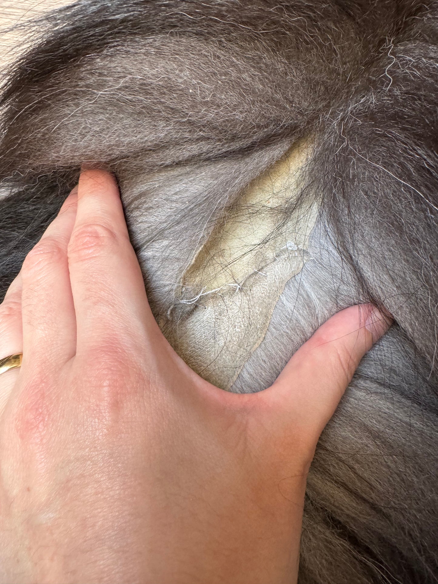 Silver fox pelt (1)