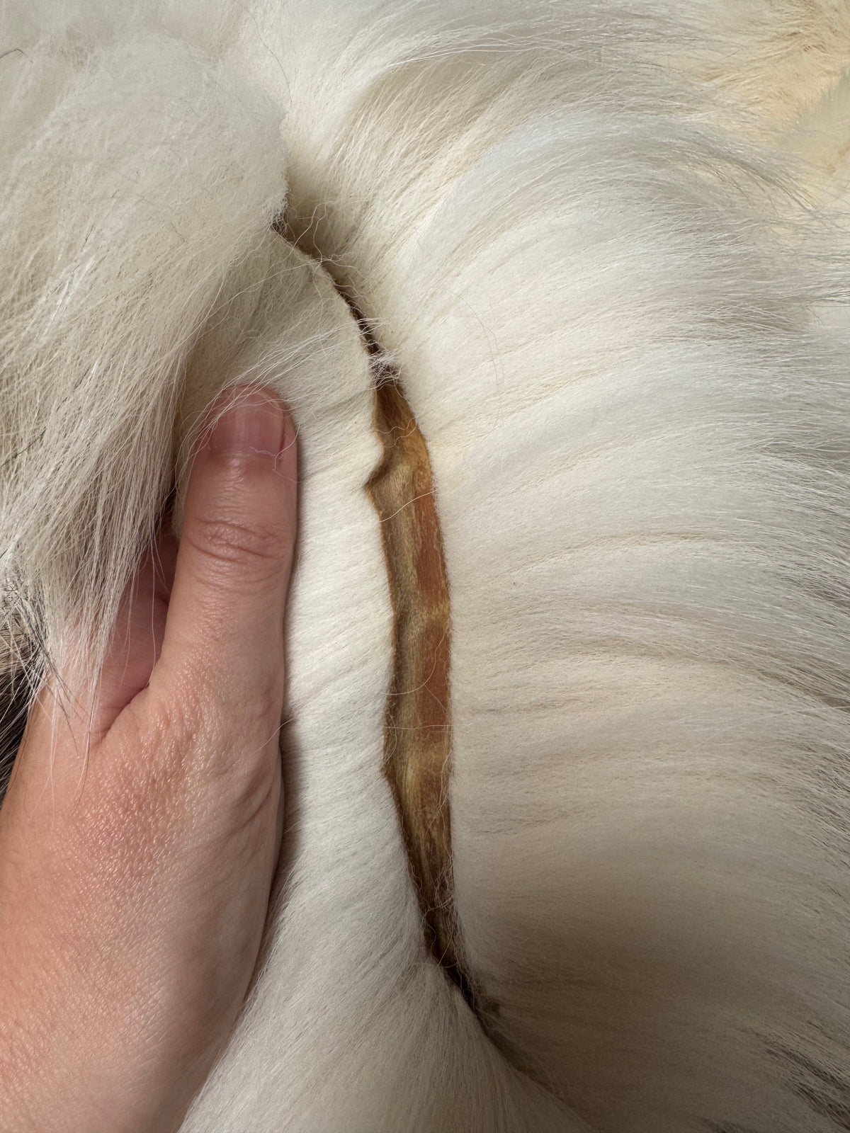 Arctic Marble fox pelt (35)