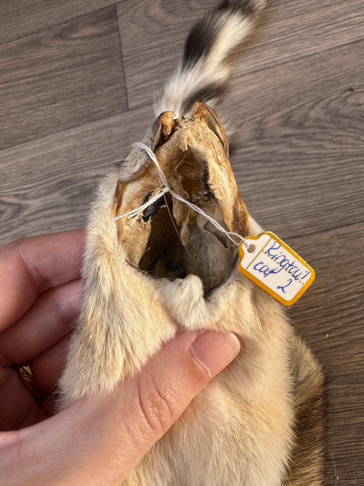 Ringtail pelt (2)
