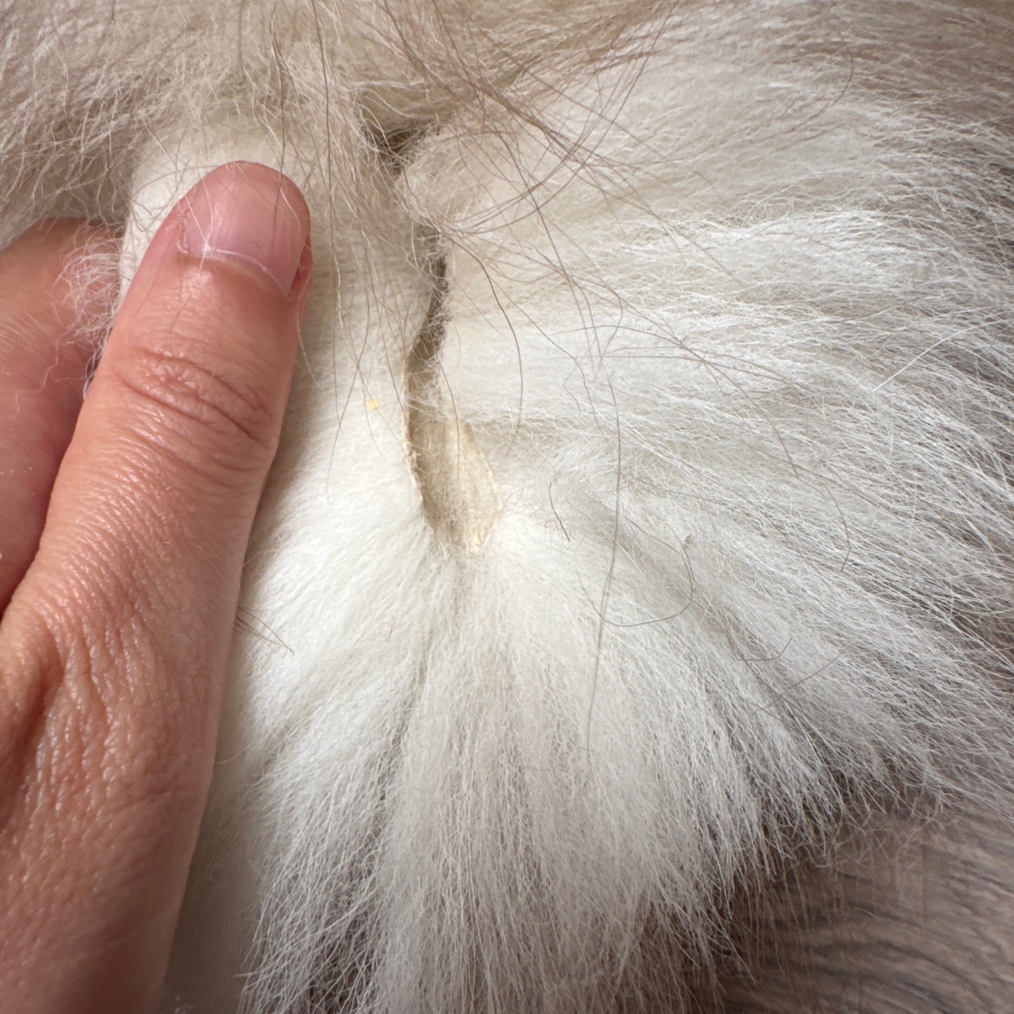 Male Polish Pastel fox mountable pelt (tag 3)