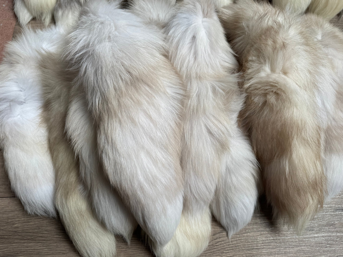 B grade tail (1 tail)