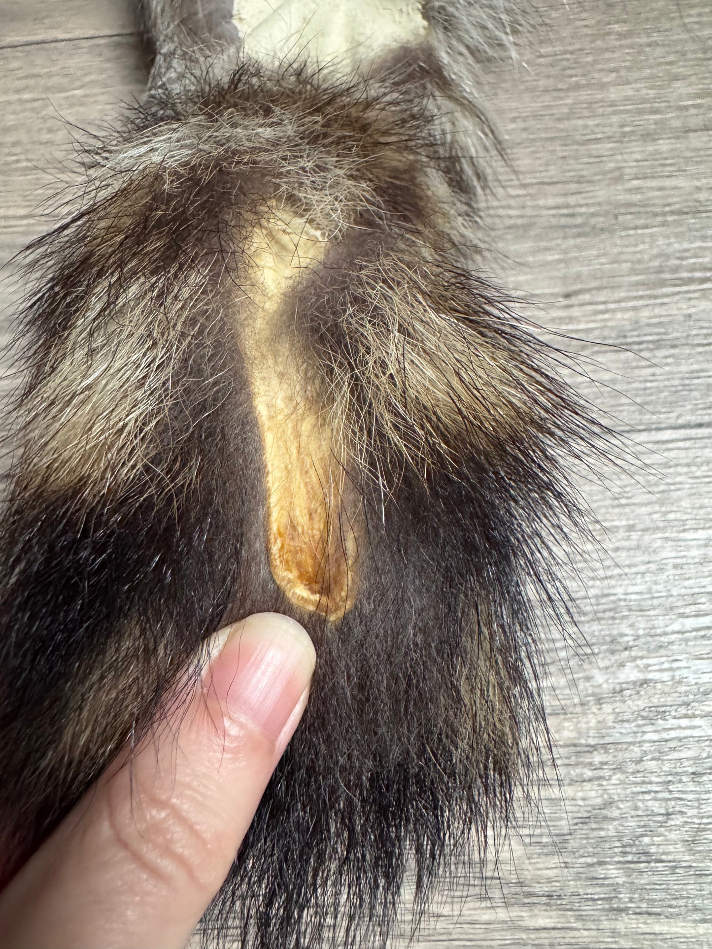 Raccoon tail keychain (165)