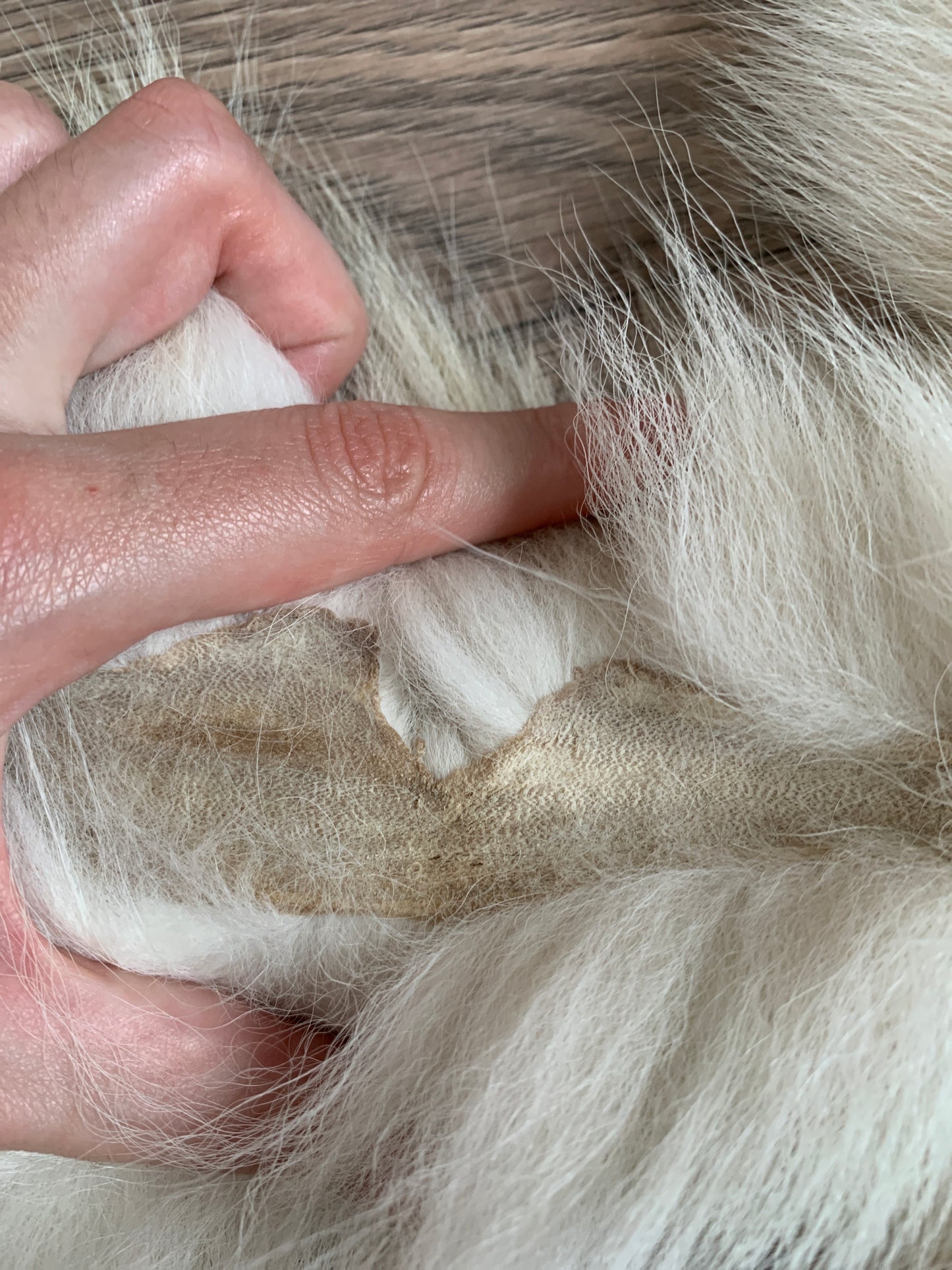 Palomino fox pelt (13)