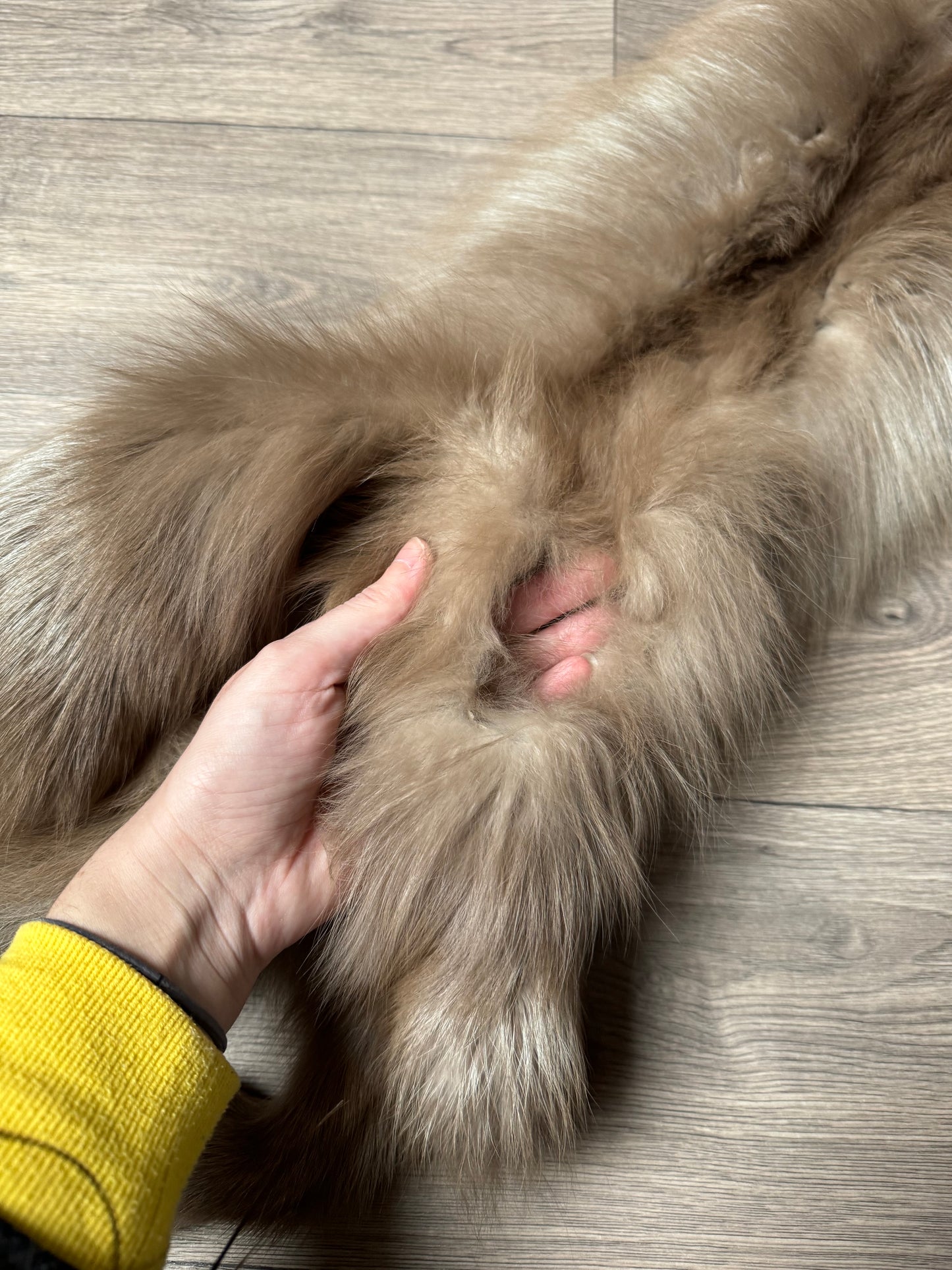 Polish Pastel fox pelt (1)