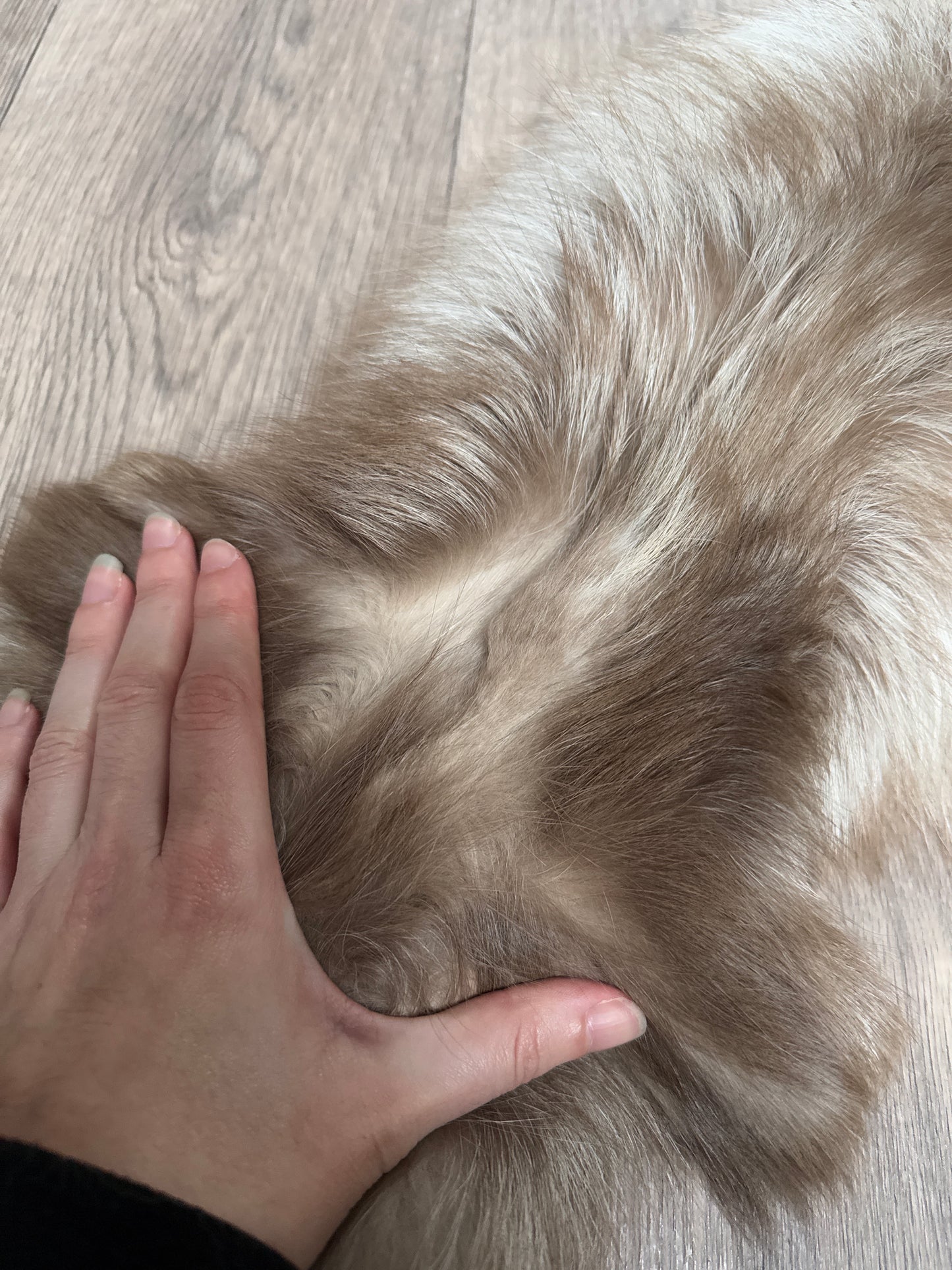 Fawn Glow fox pelt (9)