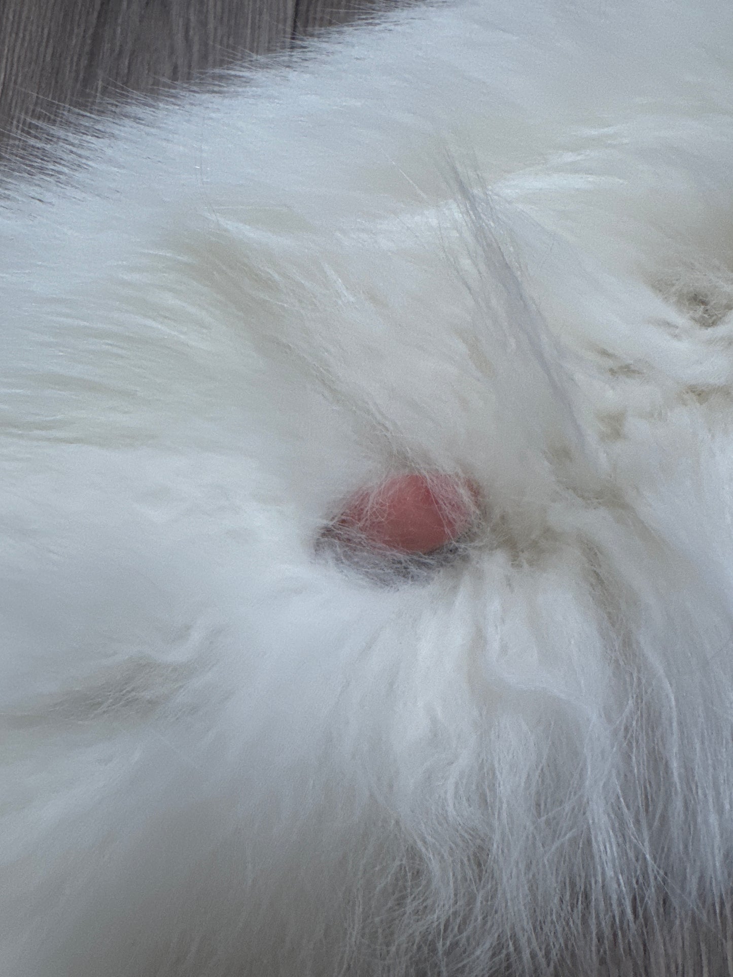 Arctic Marble fox pelt (30)