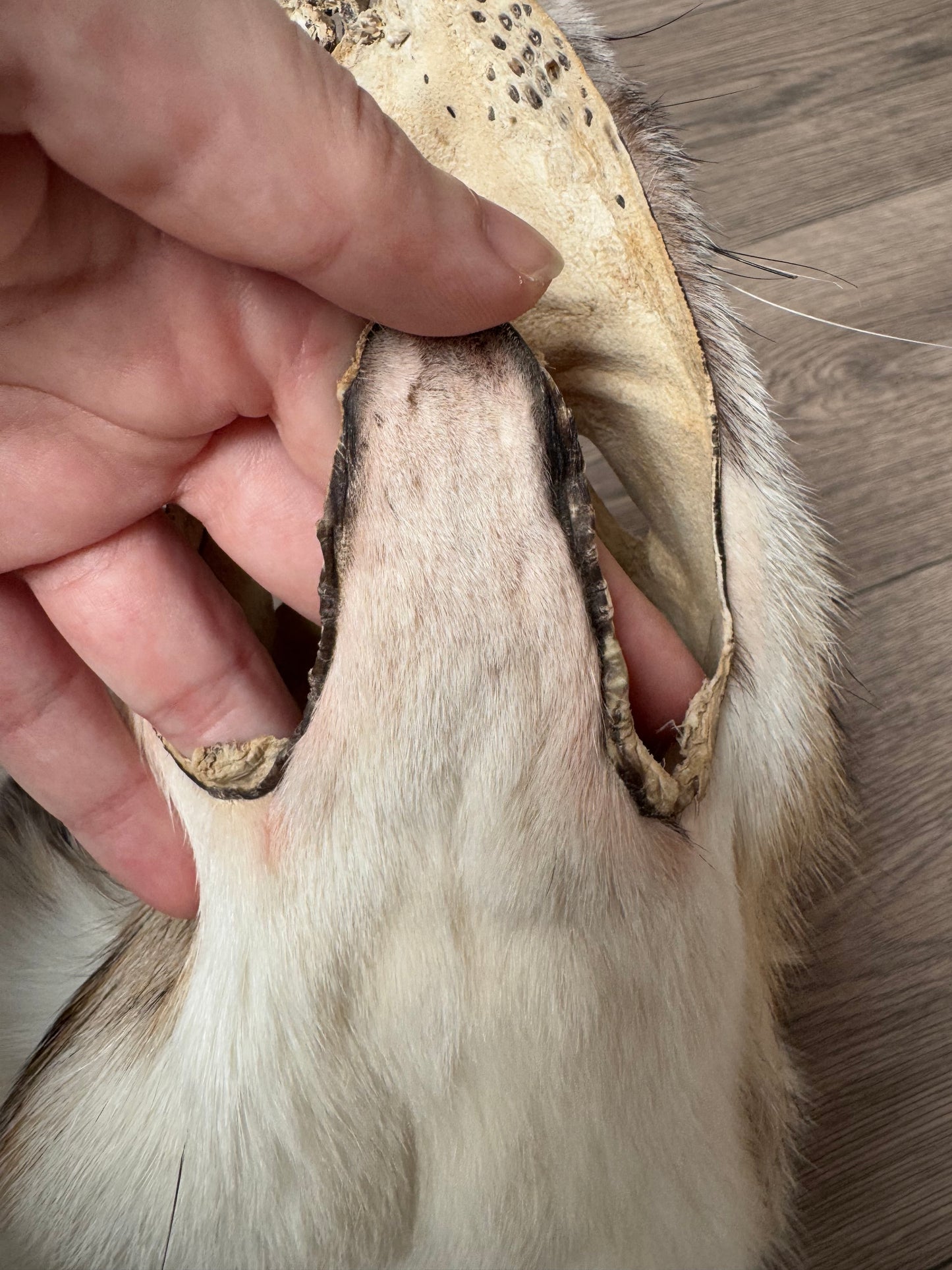 Sun Glow fox pelt (16)