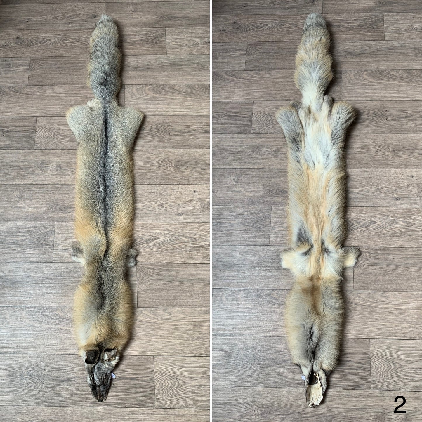 Alaska Golden Island fox pelt (2)