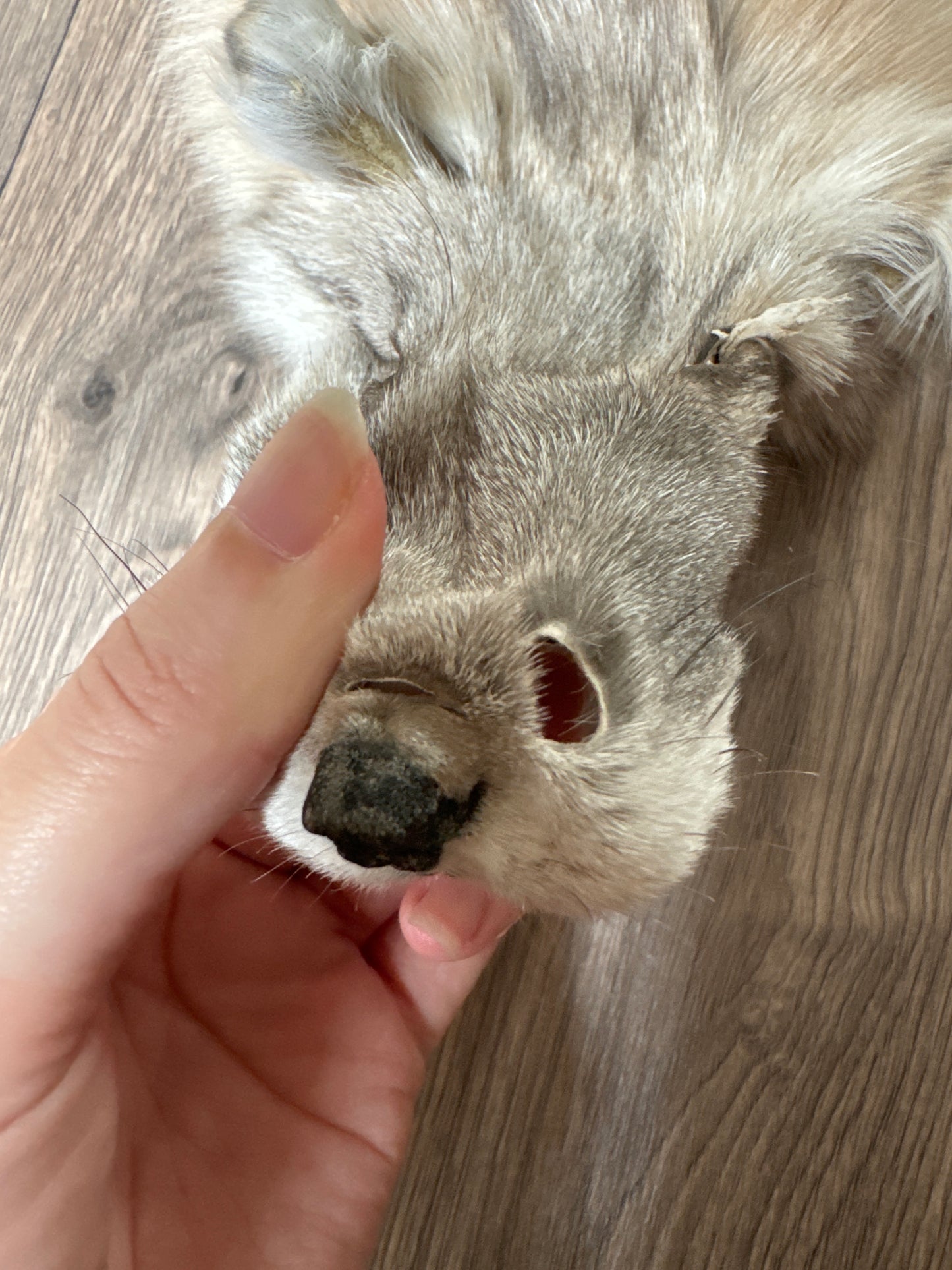 Gold Sapphire fox pelt (1)