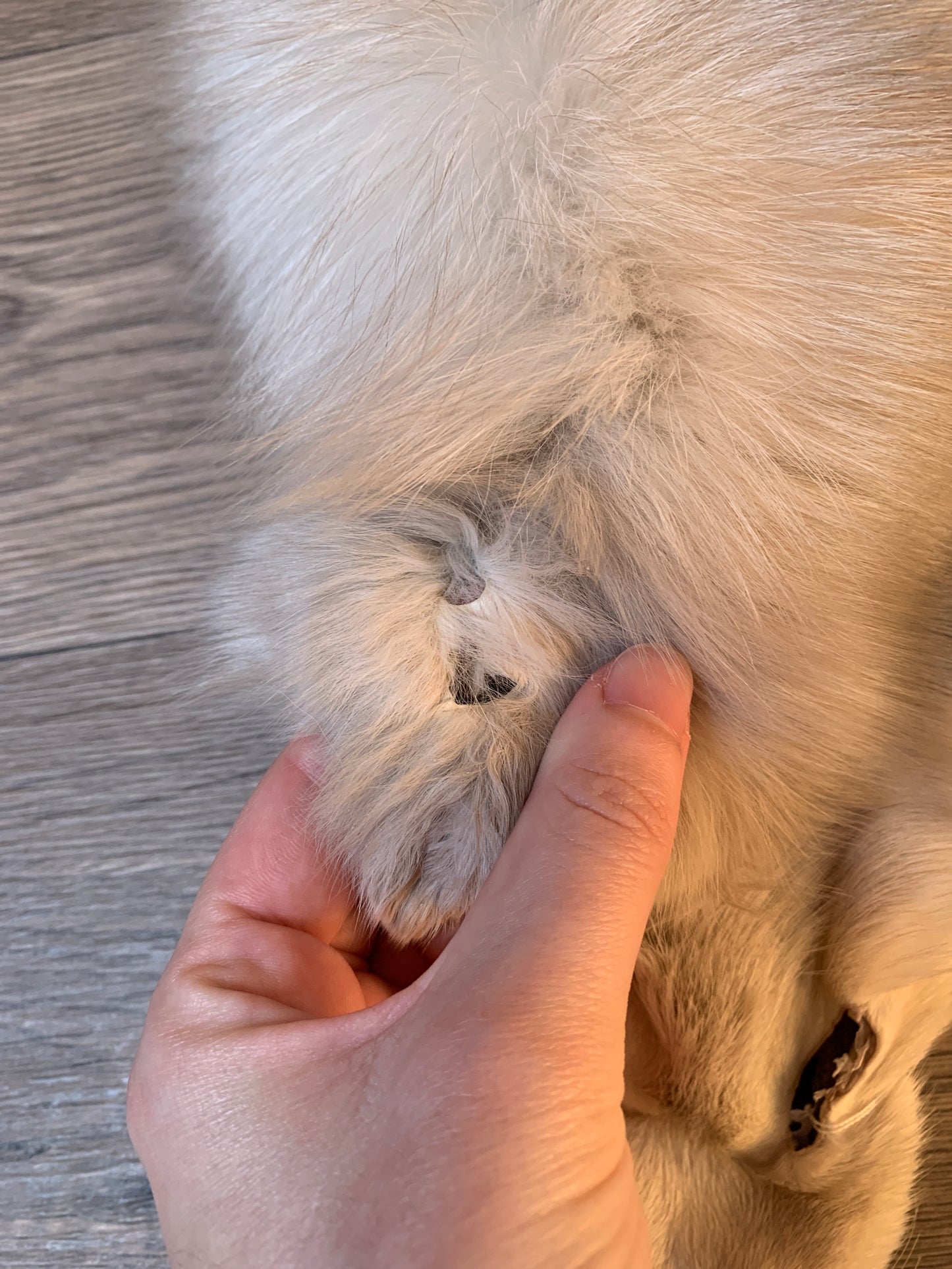 Palomino Frost fox pelt (4)