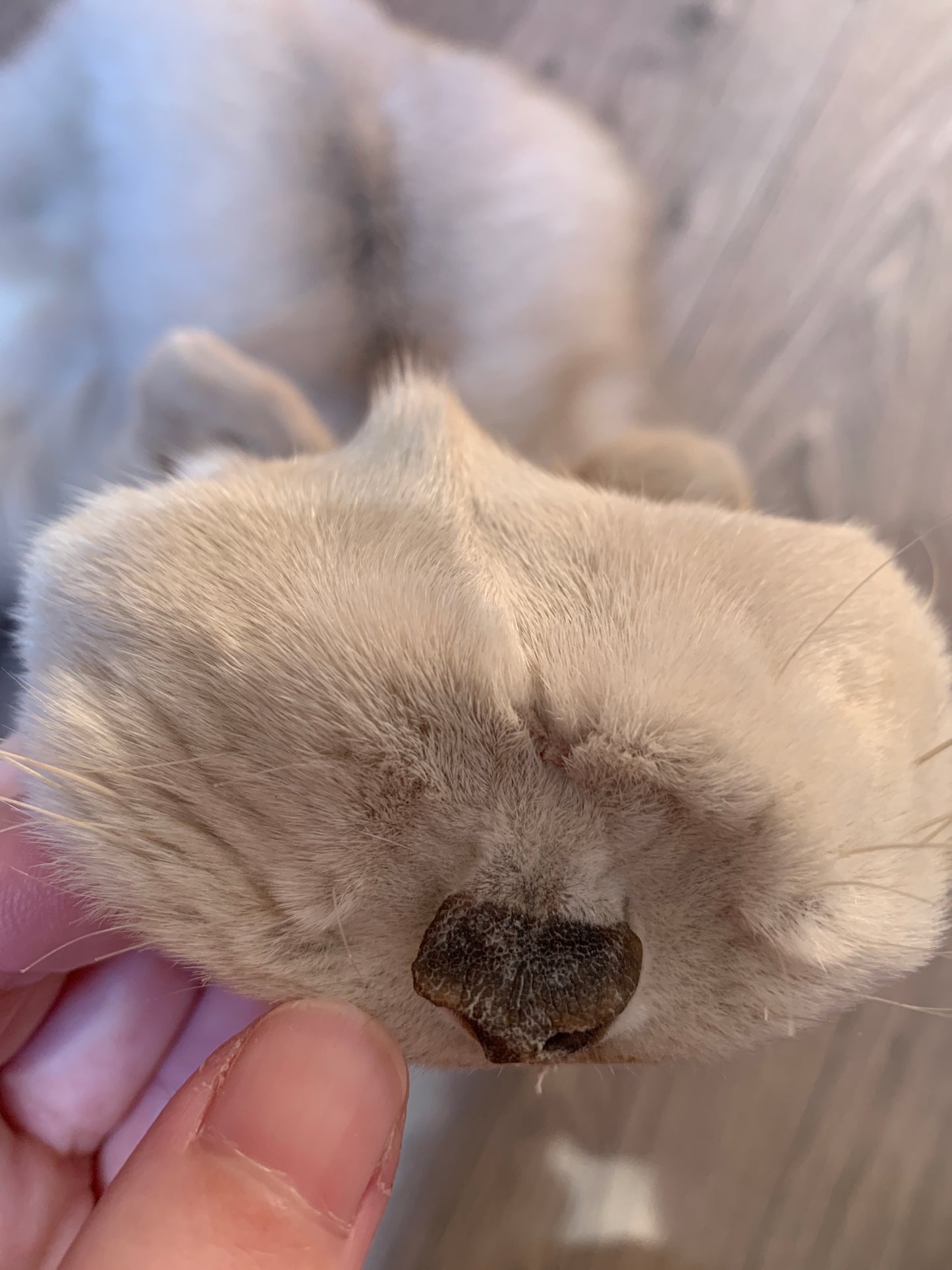 Palomino Frost fox pelt (5)