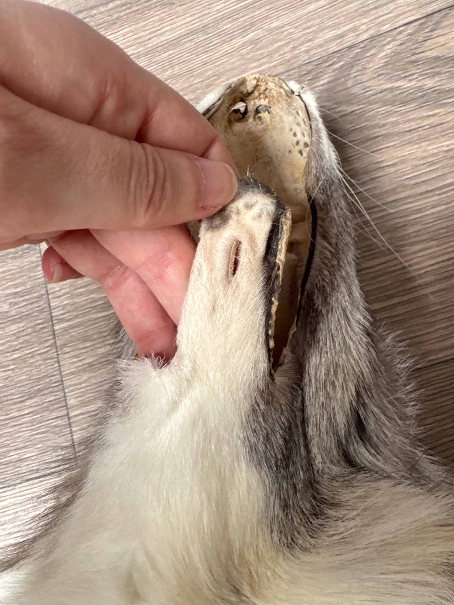 Cross Platinum fox pelt (1)