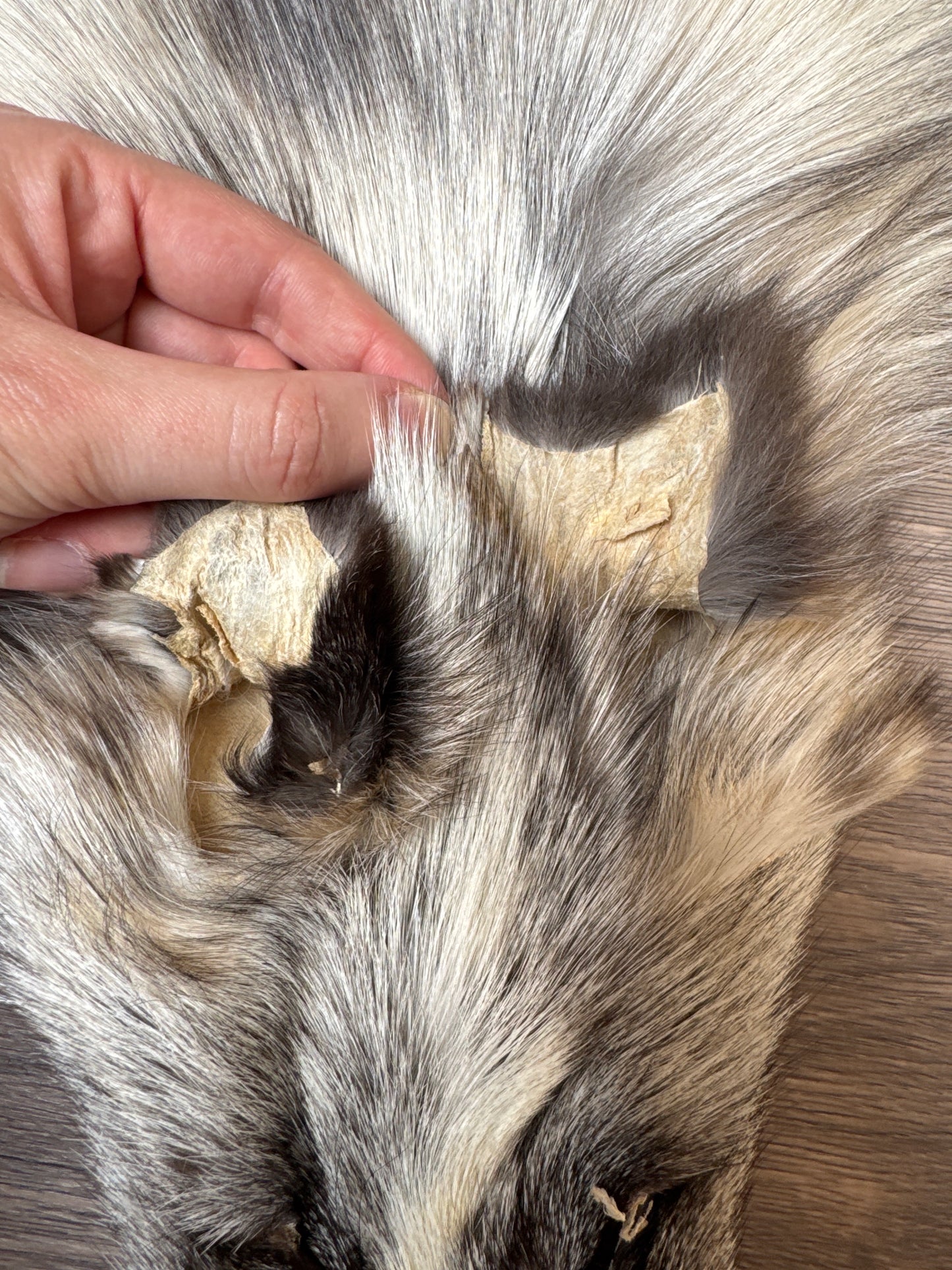 Cross Platinum fox pelt (9)