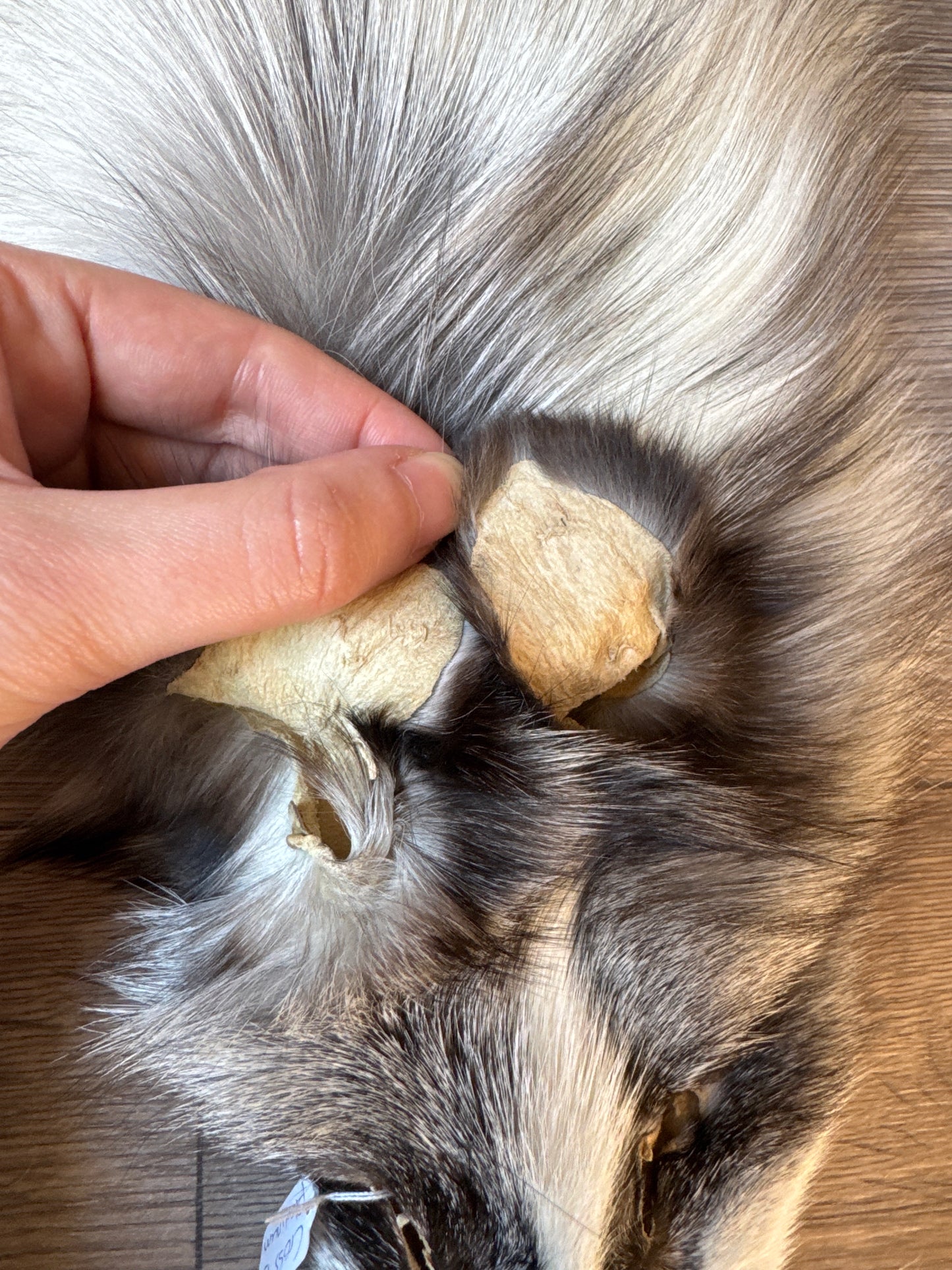 Cross Platinum fox pelt (13)