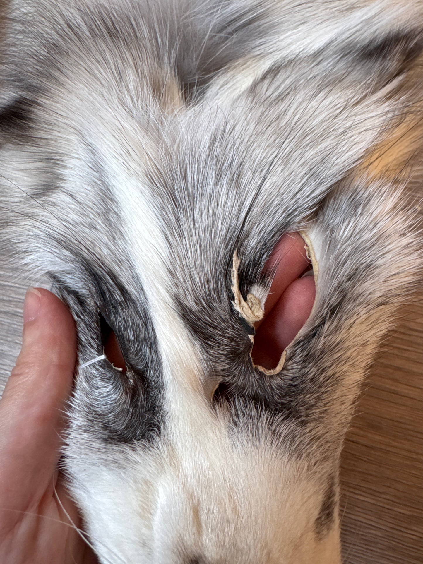 Cross Platinum fox pelt (19)