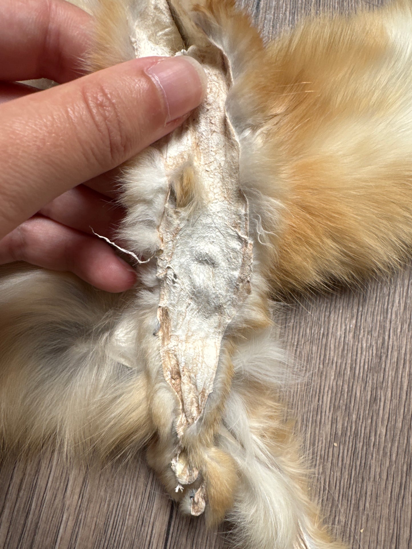 Male kit fox mountable pelt (3)