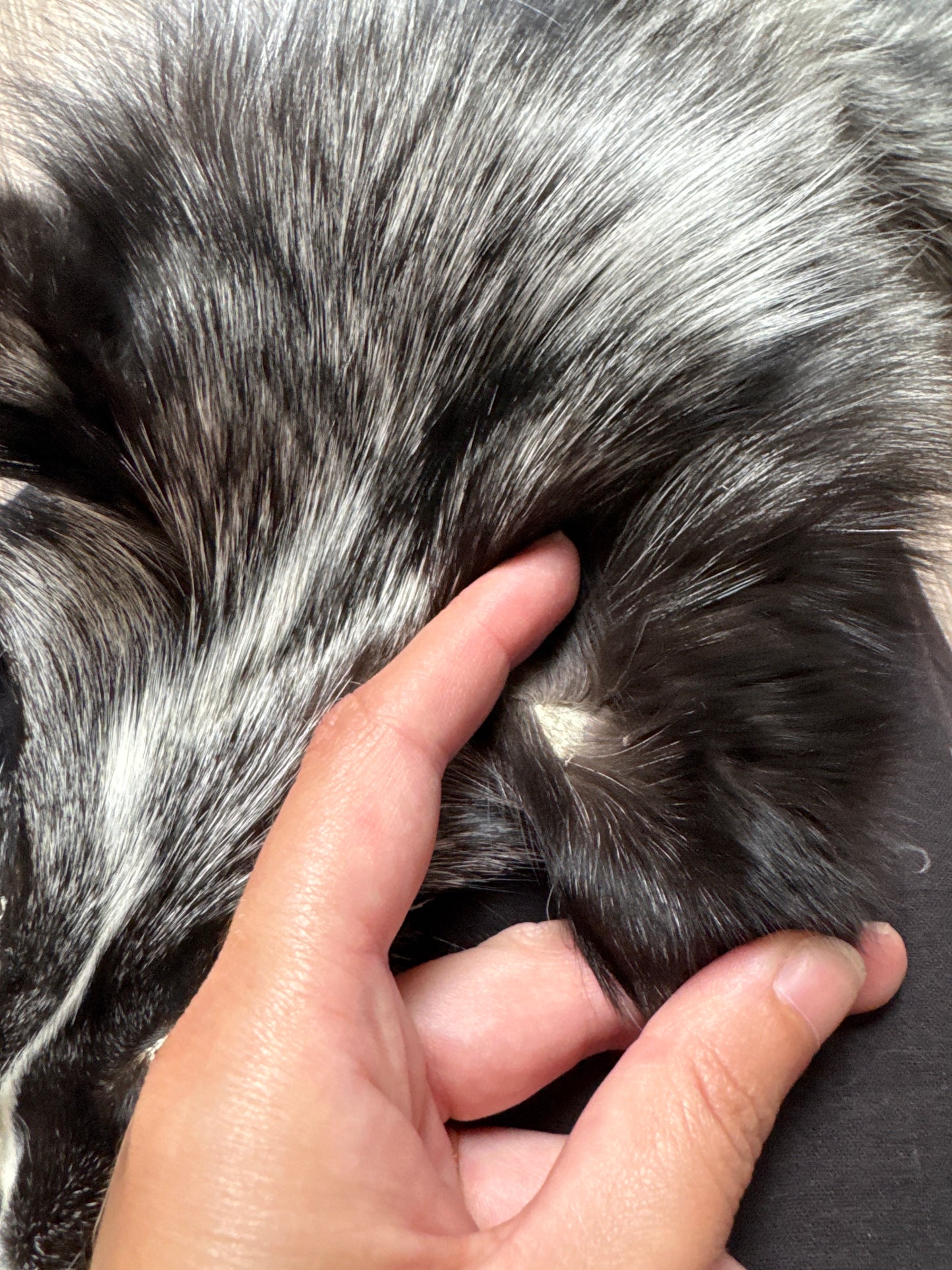 Silver Ringneck fox pelt (14)