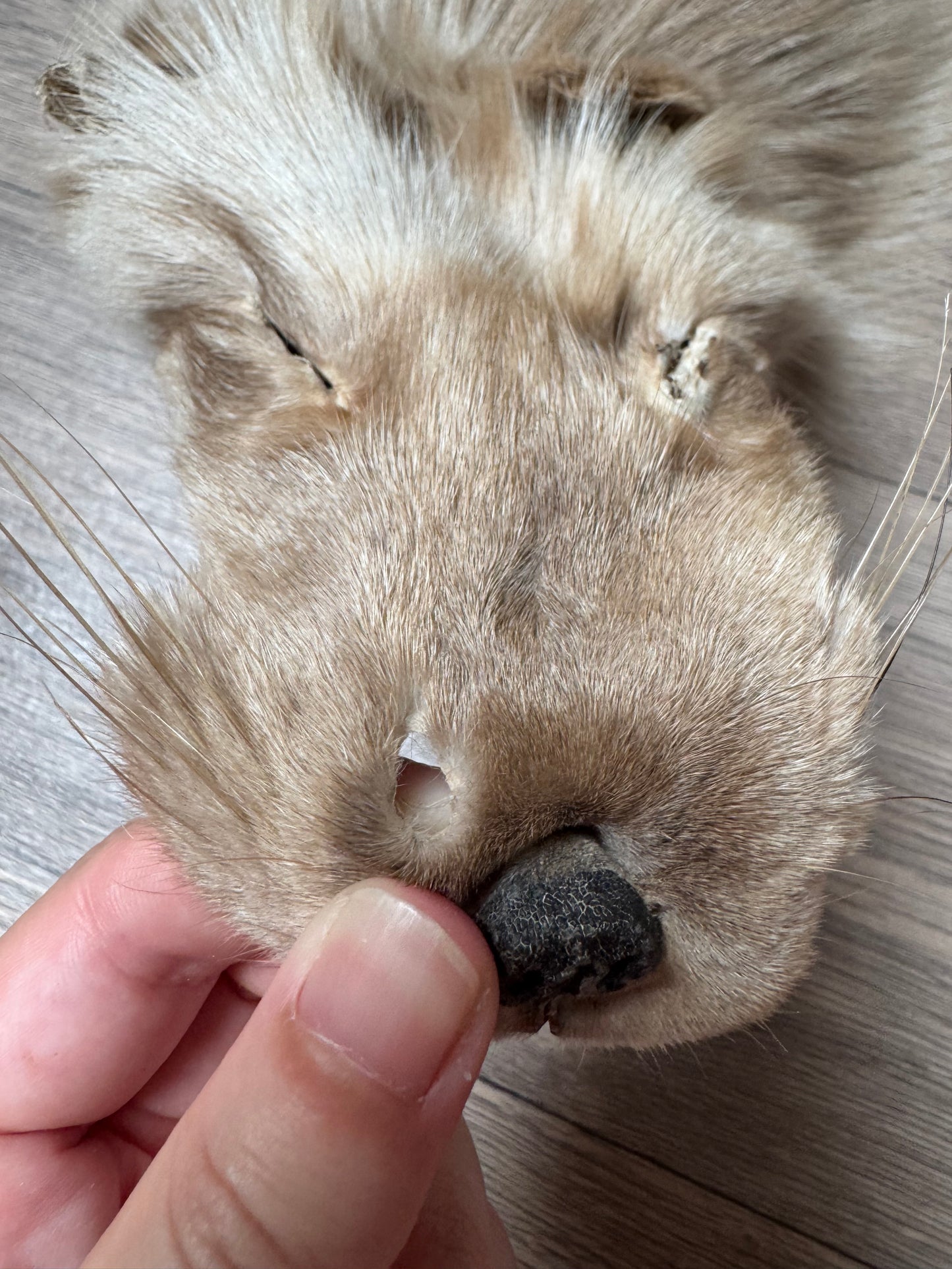 Amber fox pelt (3)