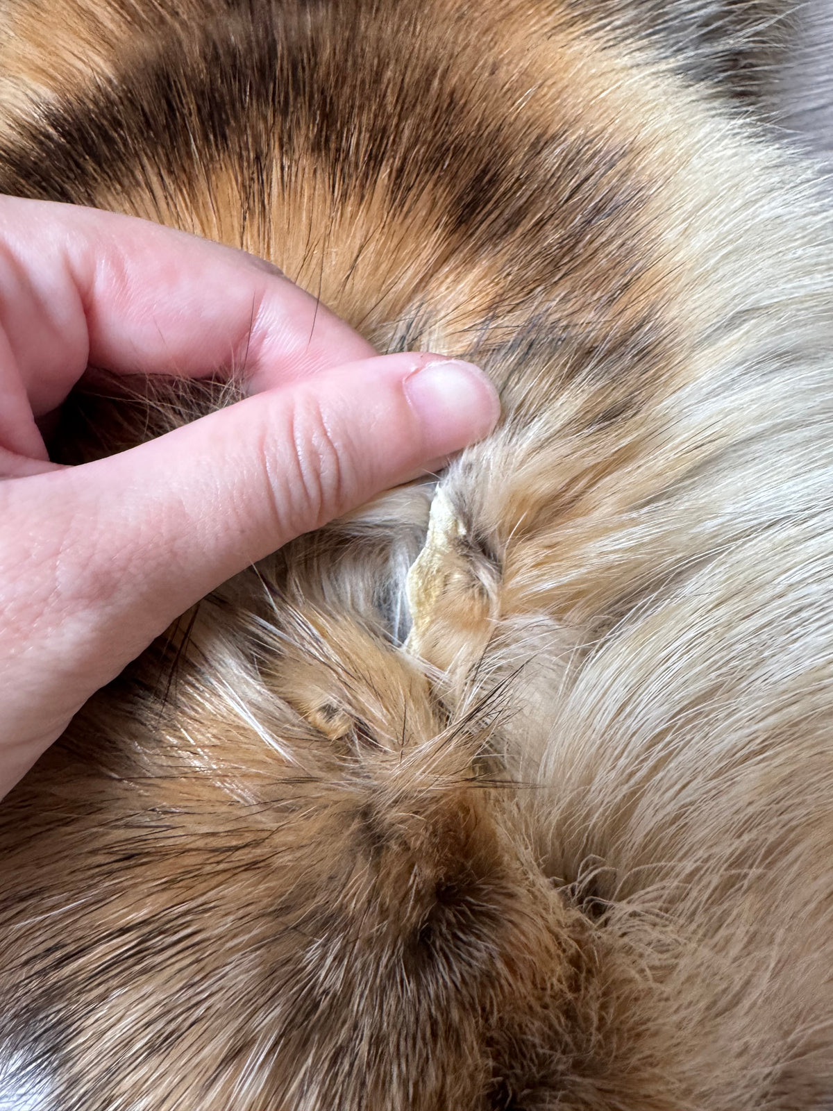 Arctic tanuki pelt (7)
