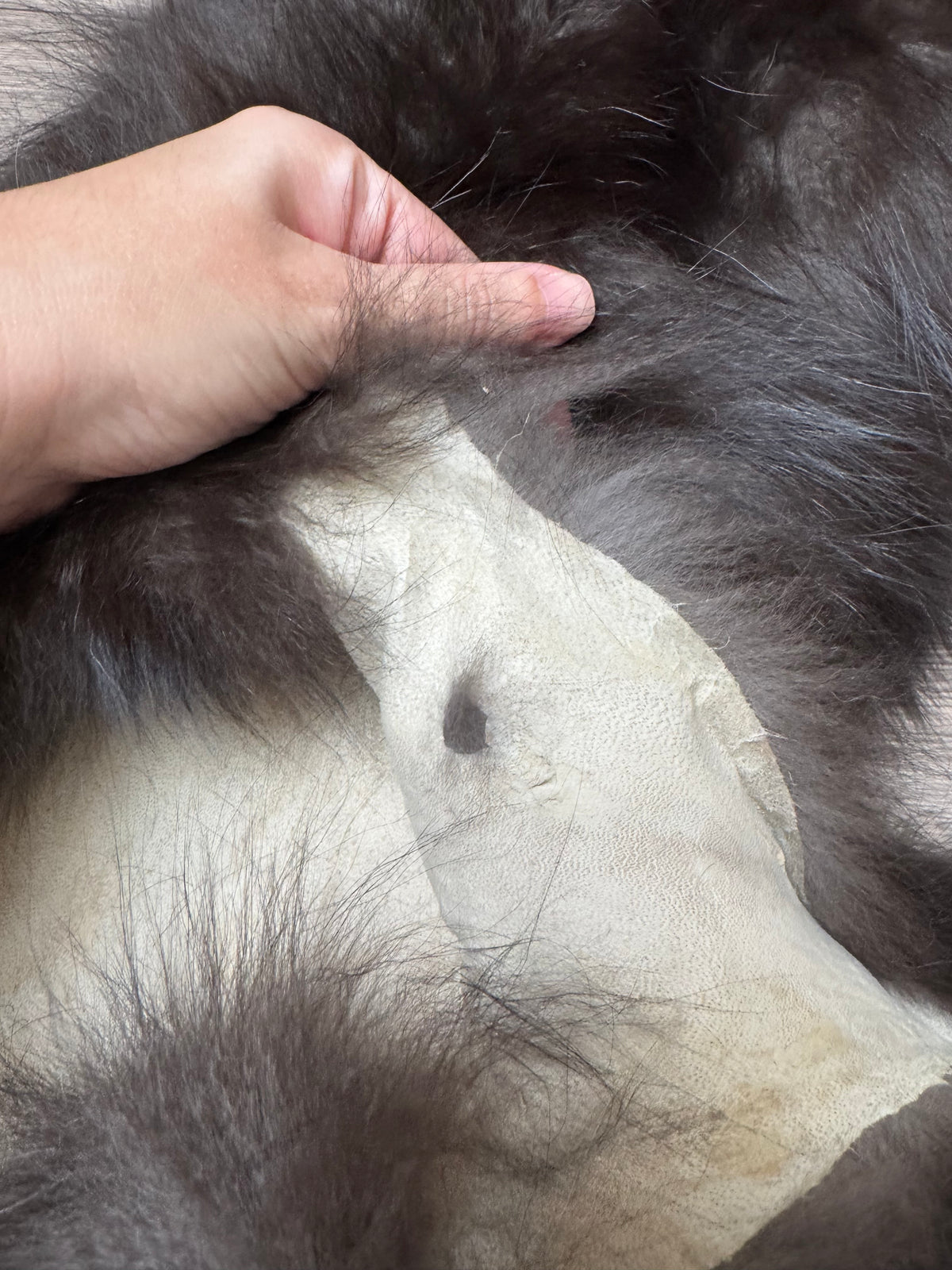 Silver fox pelt (4)
