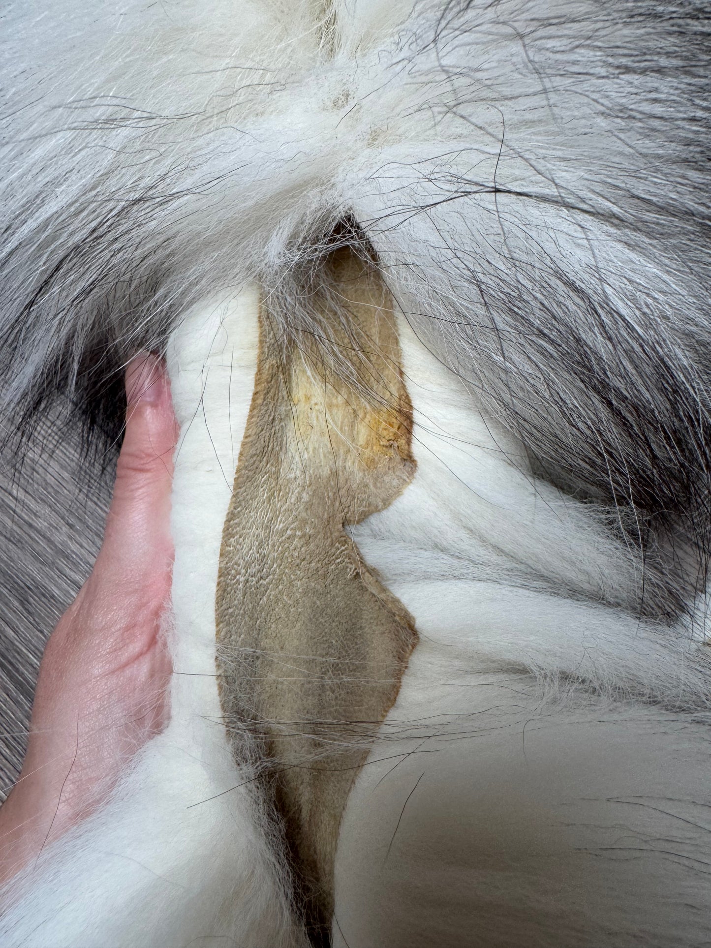 Marble Frost fox pelt (7) (extremely large pelt)