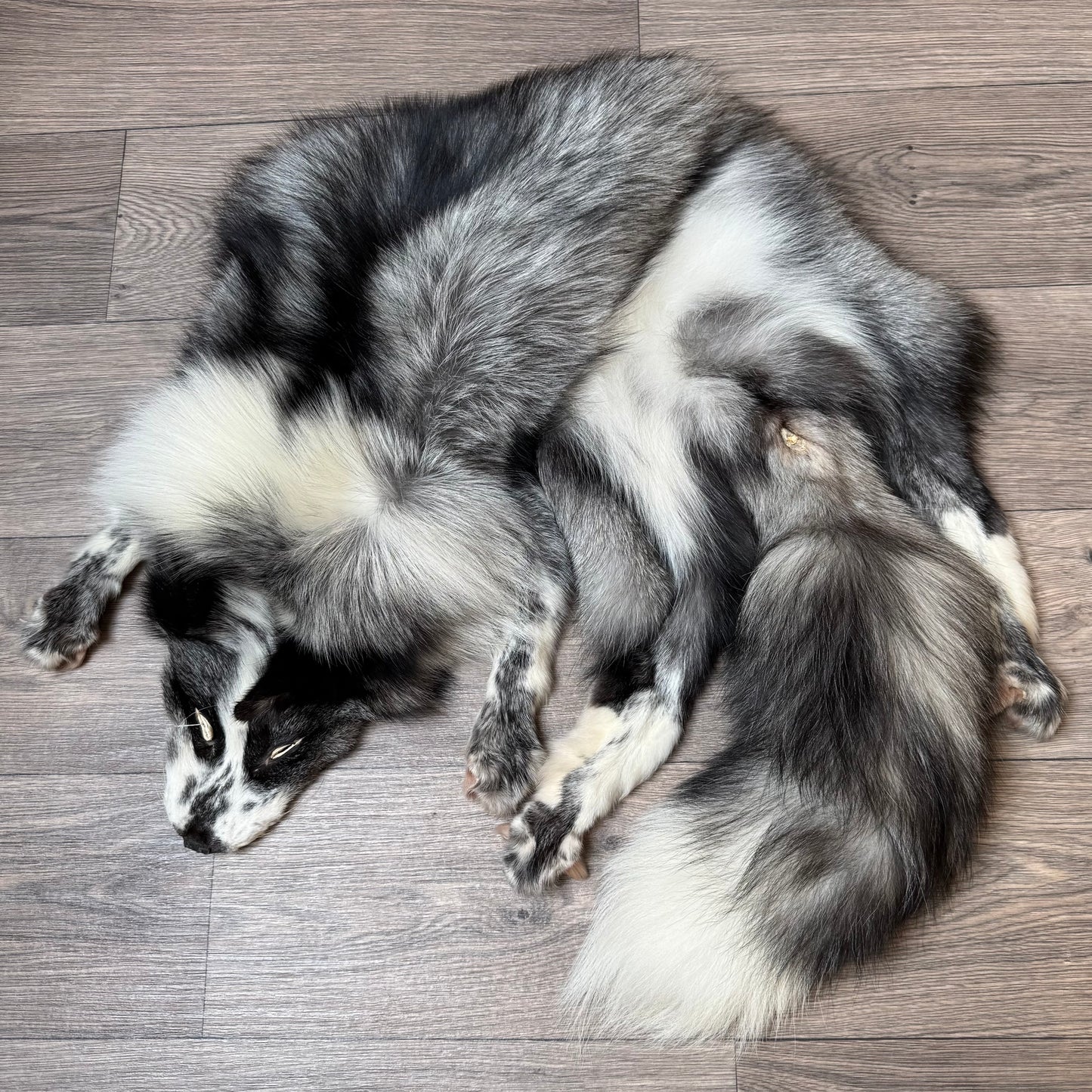 Male Silver Ringneck fox mountable pelt (tag 57)