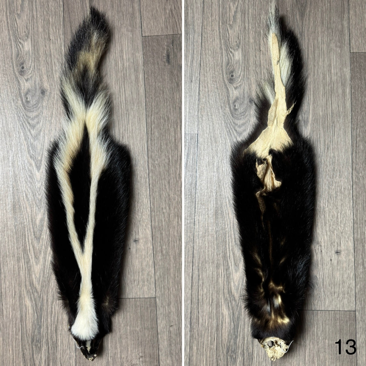 Skunk pelt (13)