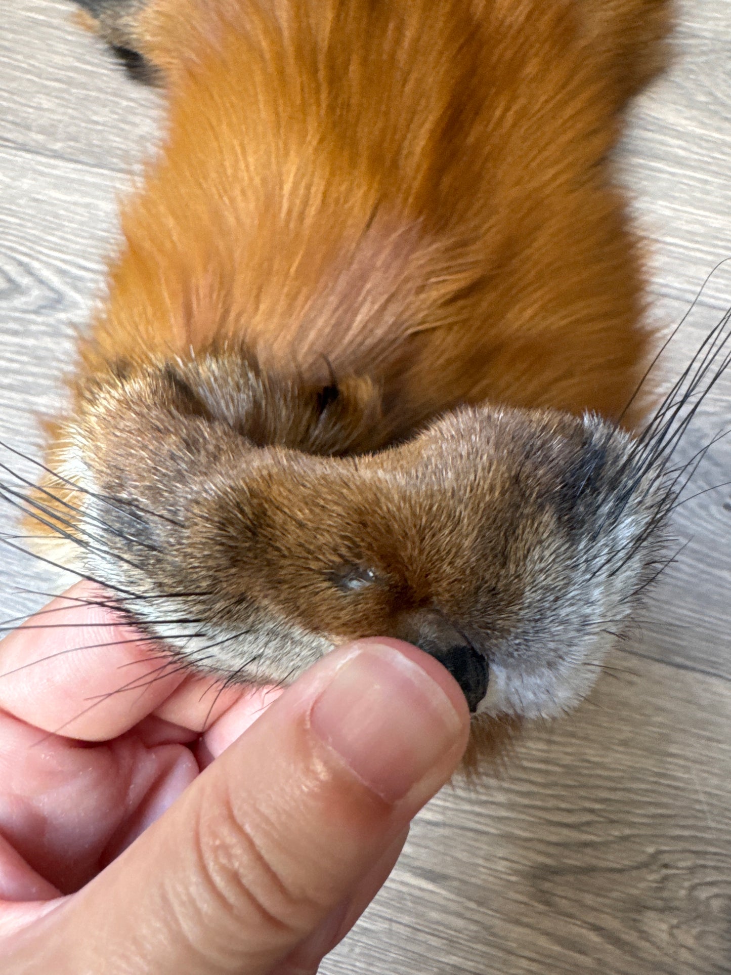 Gold fox pelt (48)